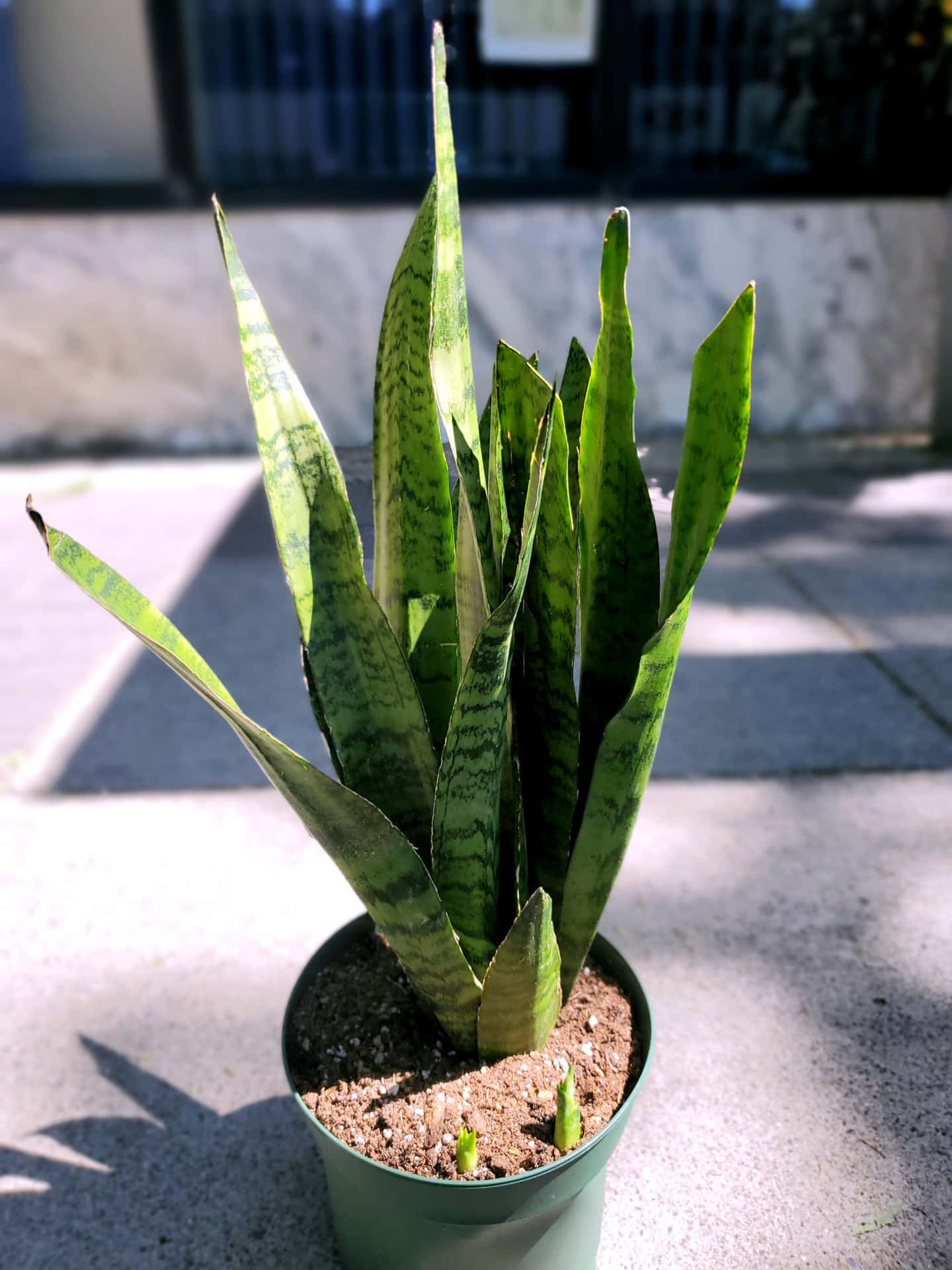 A Plant With Long Green Leaves In A Pot
