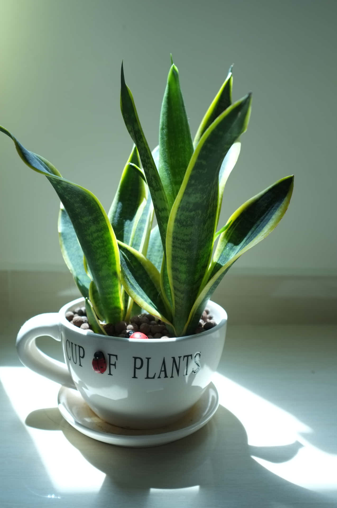 A Plant In A Cup On A Window Sill