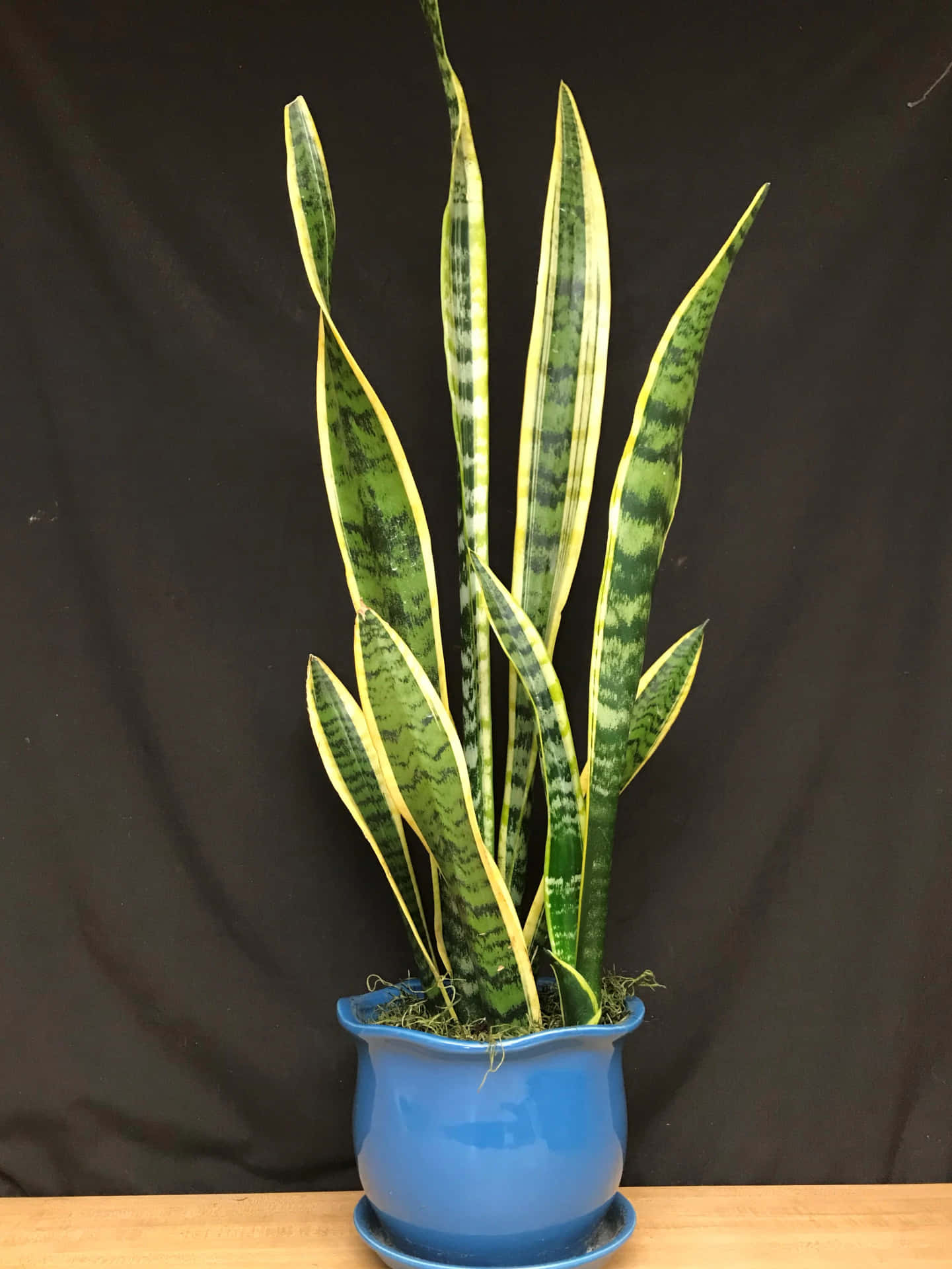 Snake Plant In A Blue Pot