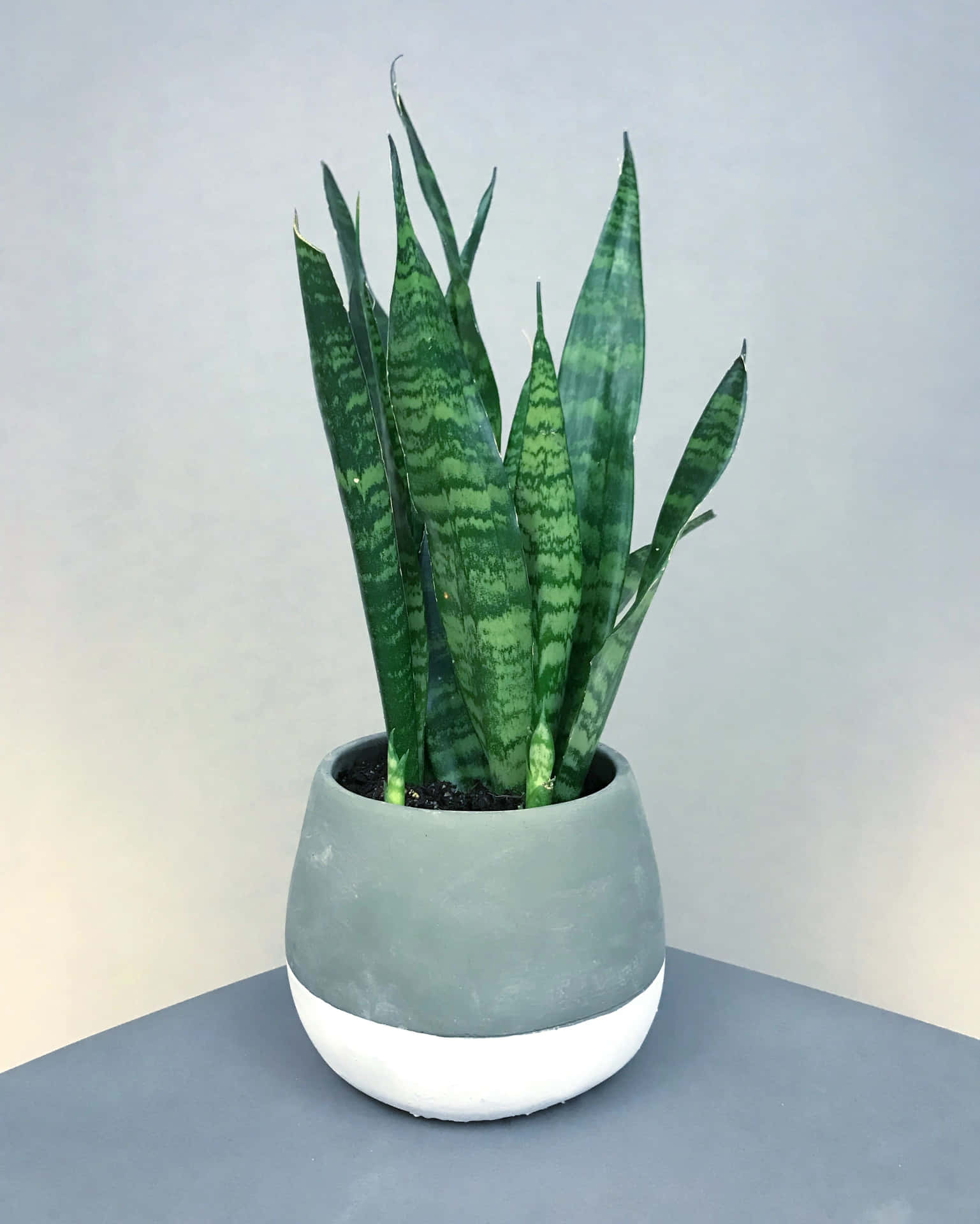 A Snake Plant In A White And Grey Pot
