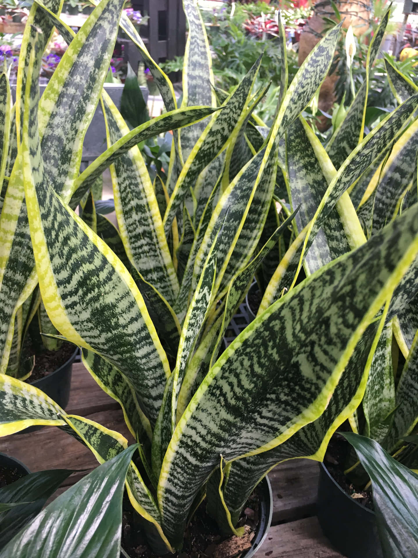Snake Plant In A Pot With Yellow And Black Stripes