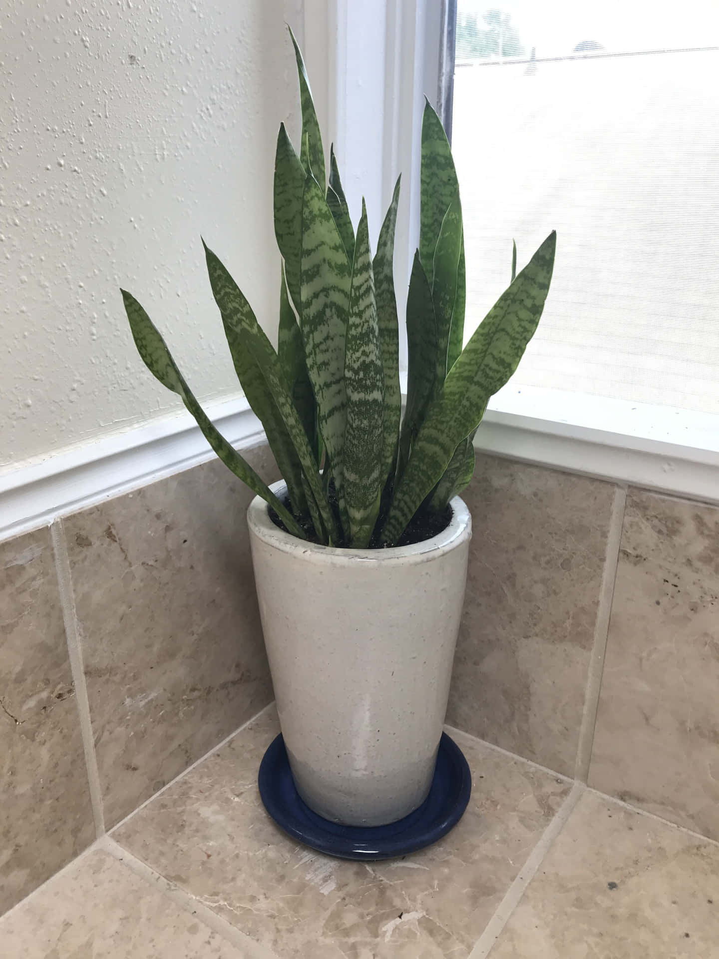 This beautiful Snake Plant adds a bold presence to any room.