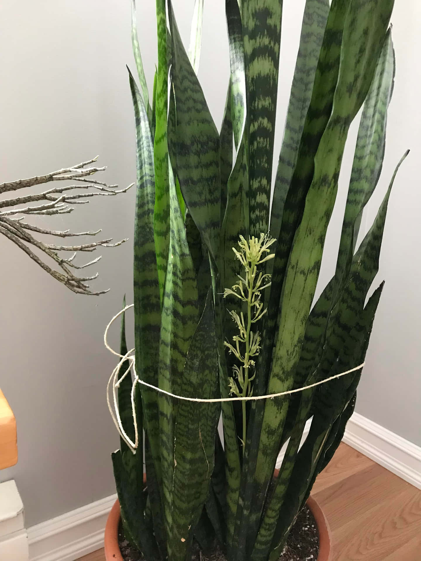 Snake Plant In A Pot On A Wooden Floor