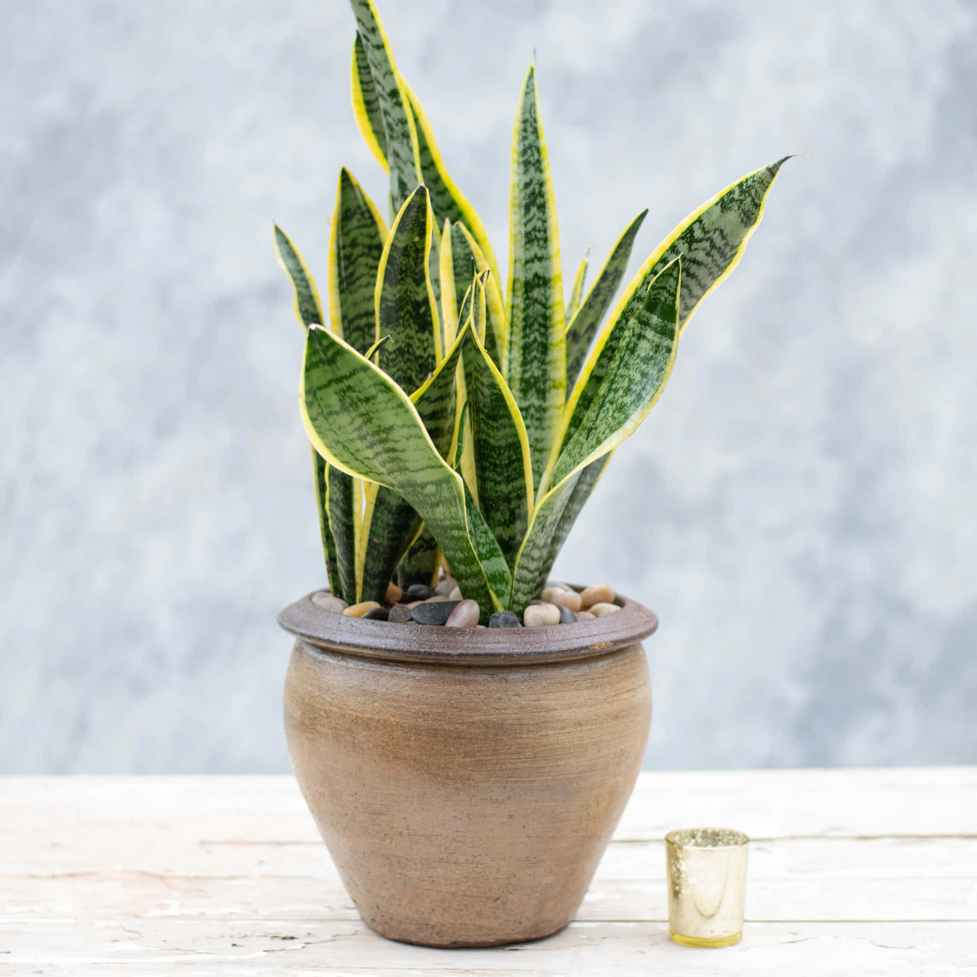 Snake Plant is a low-maintenance aggressive air purifier