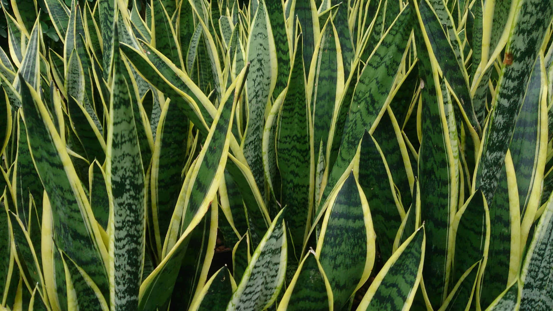 A Close Up Of A Plant With Yellow And Green Stripes