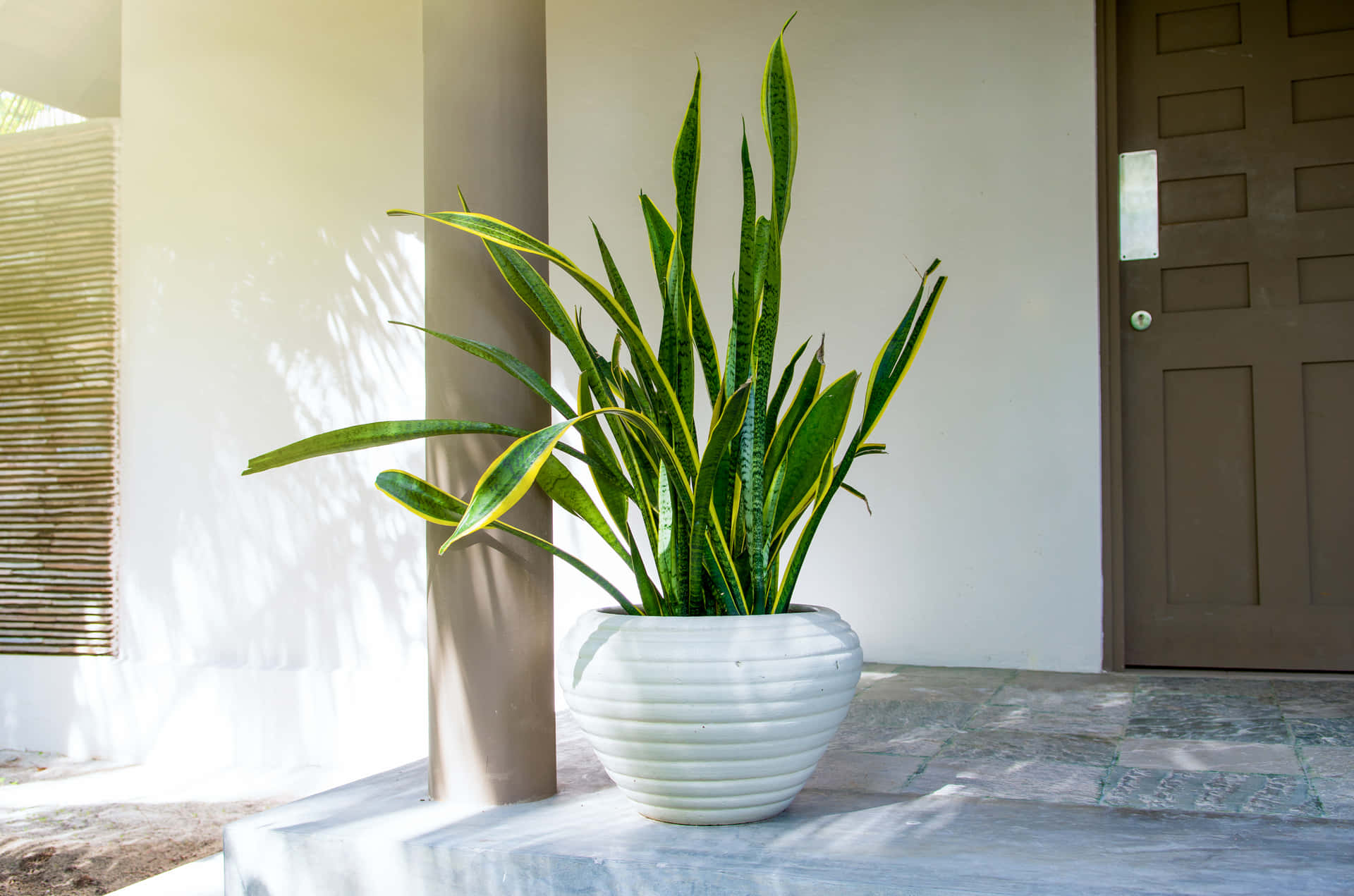 Add Some Green to Your Space With Snake Plants