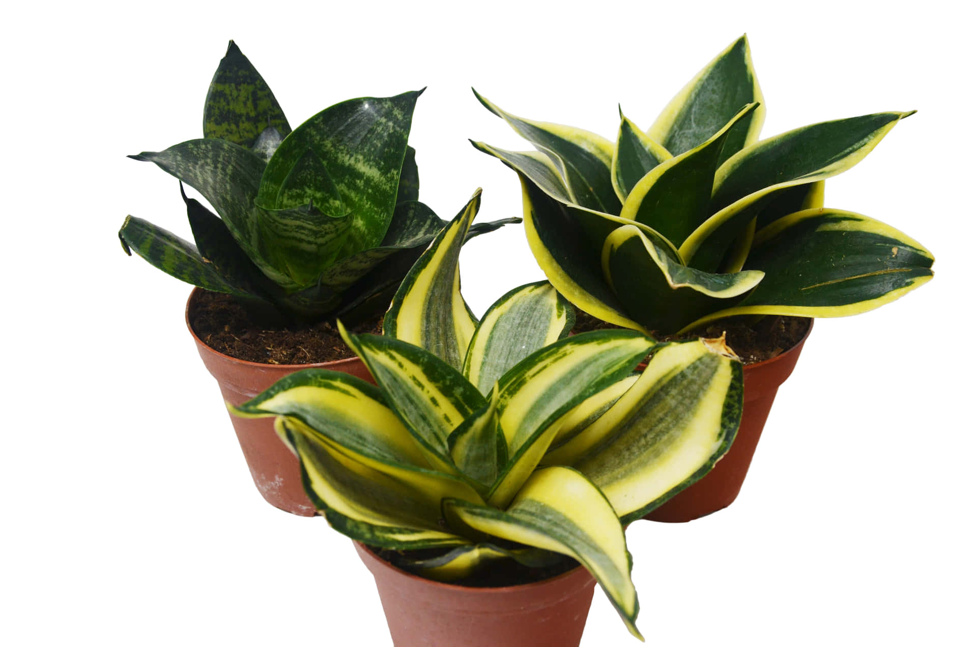 Three Potted Plants In A White Background