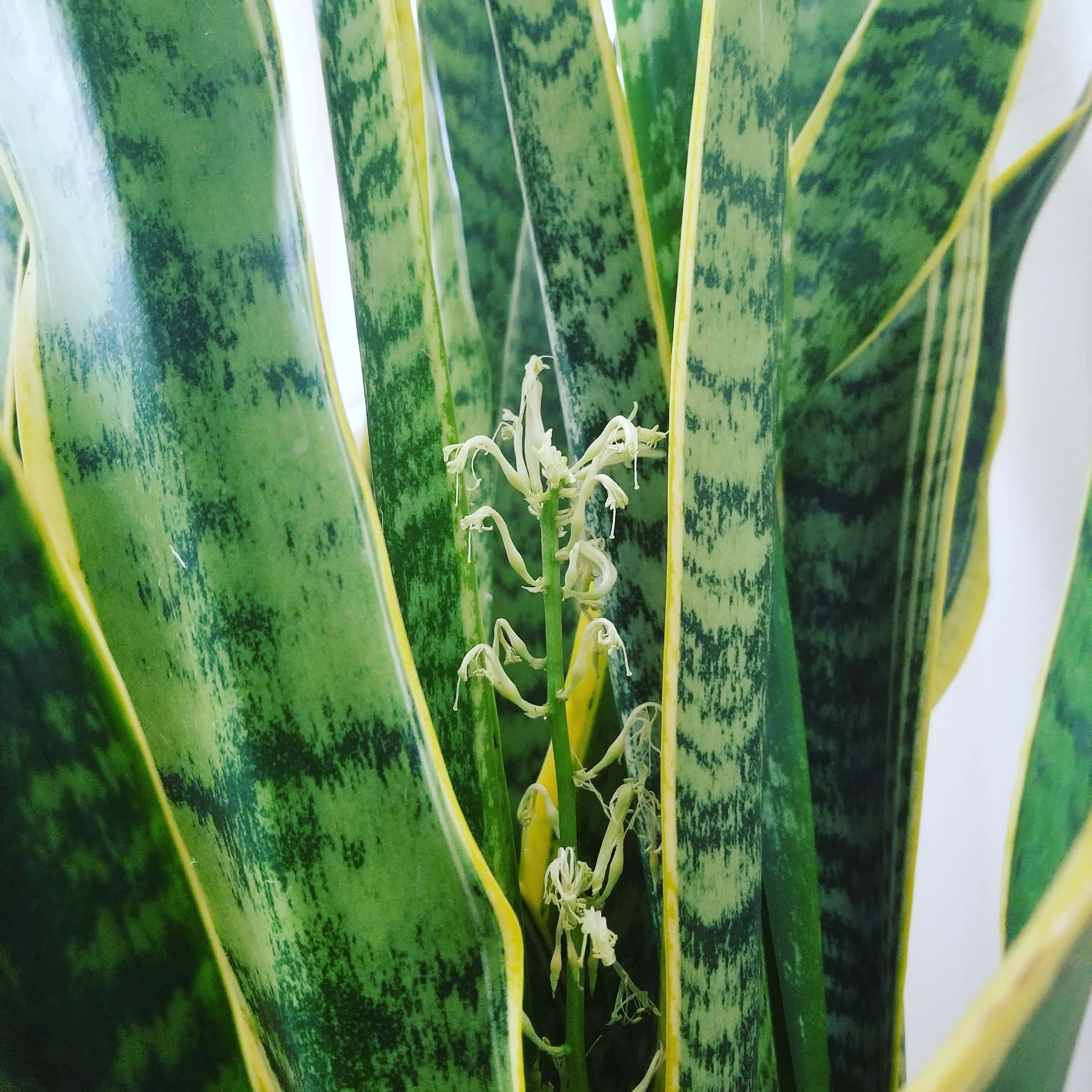 A Snake Plant With Green Leaves And White Stripes