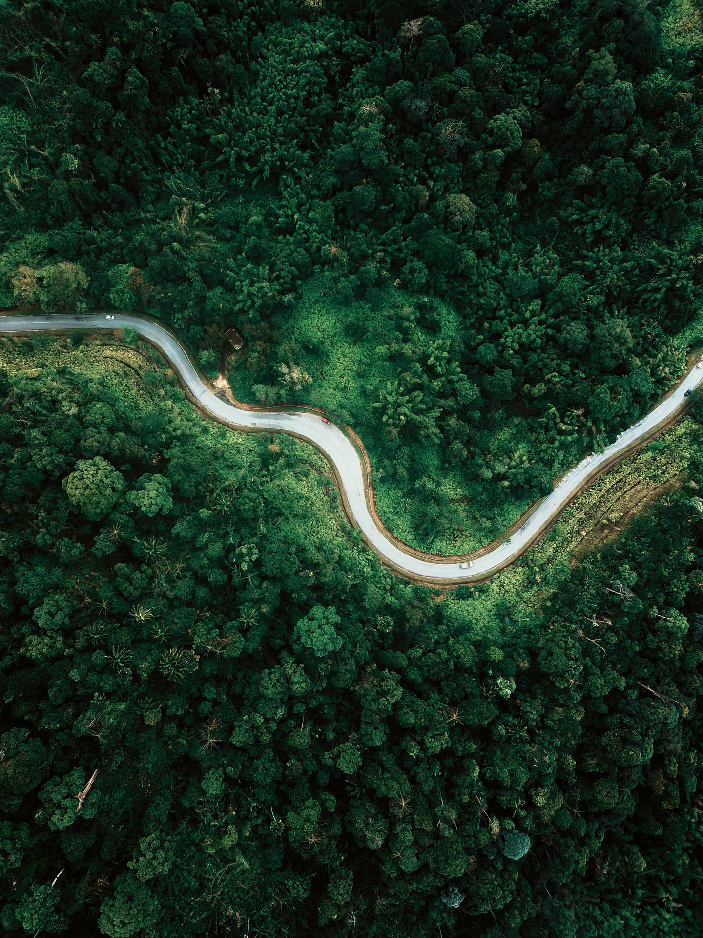 Estradada Serpente Na Floresta Tropical Chuvosa. Papel de Parede