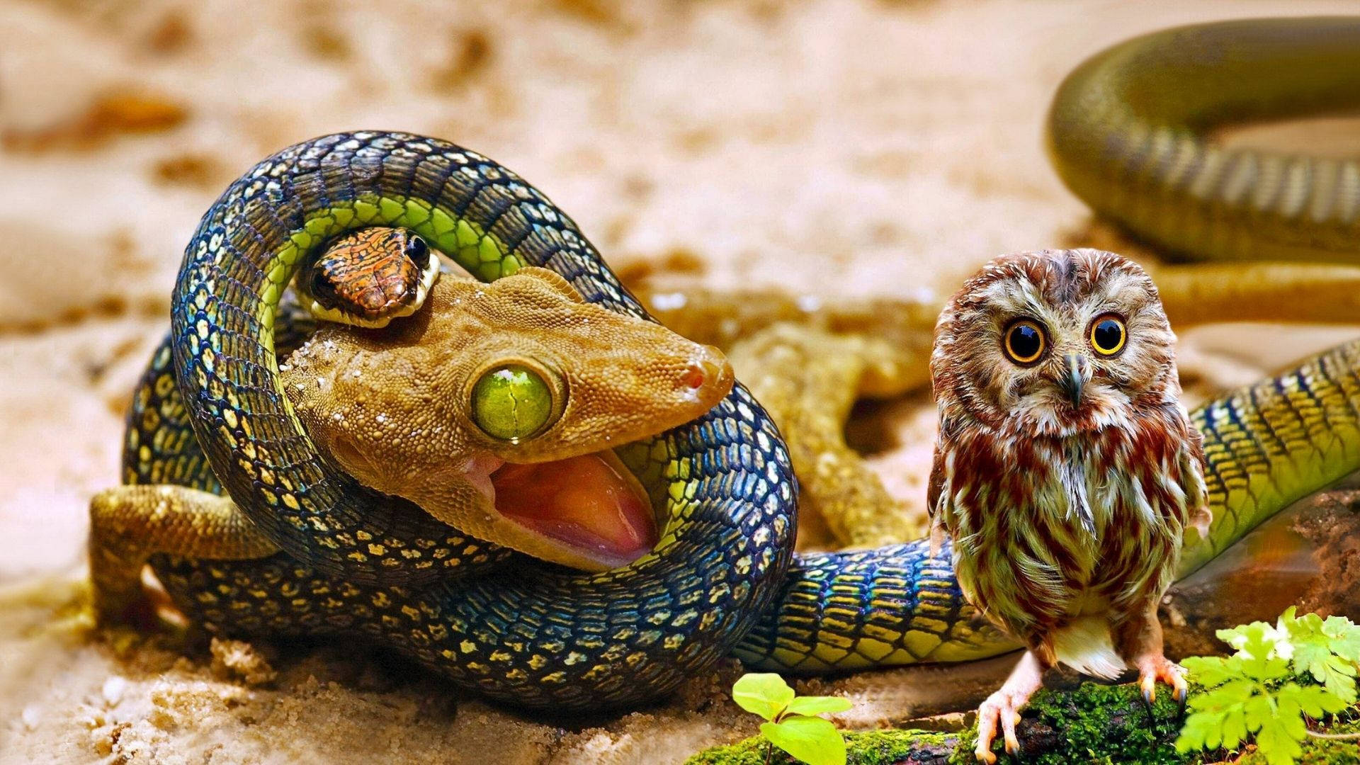 Snake Targeting Baby Owl