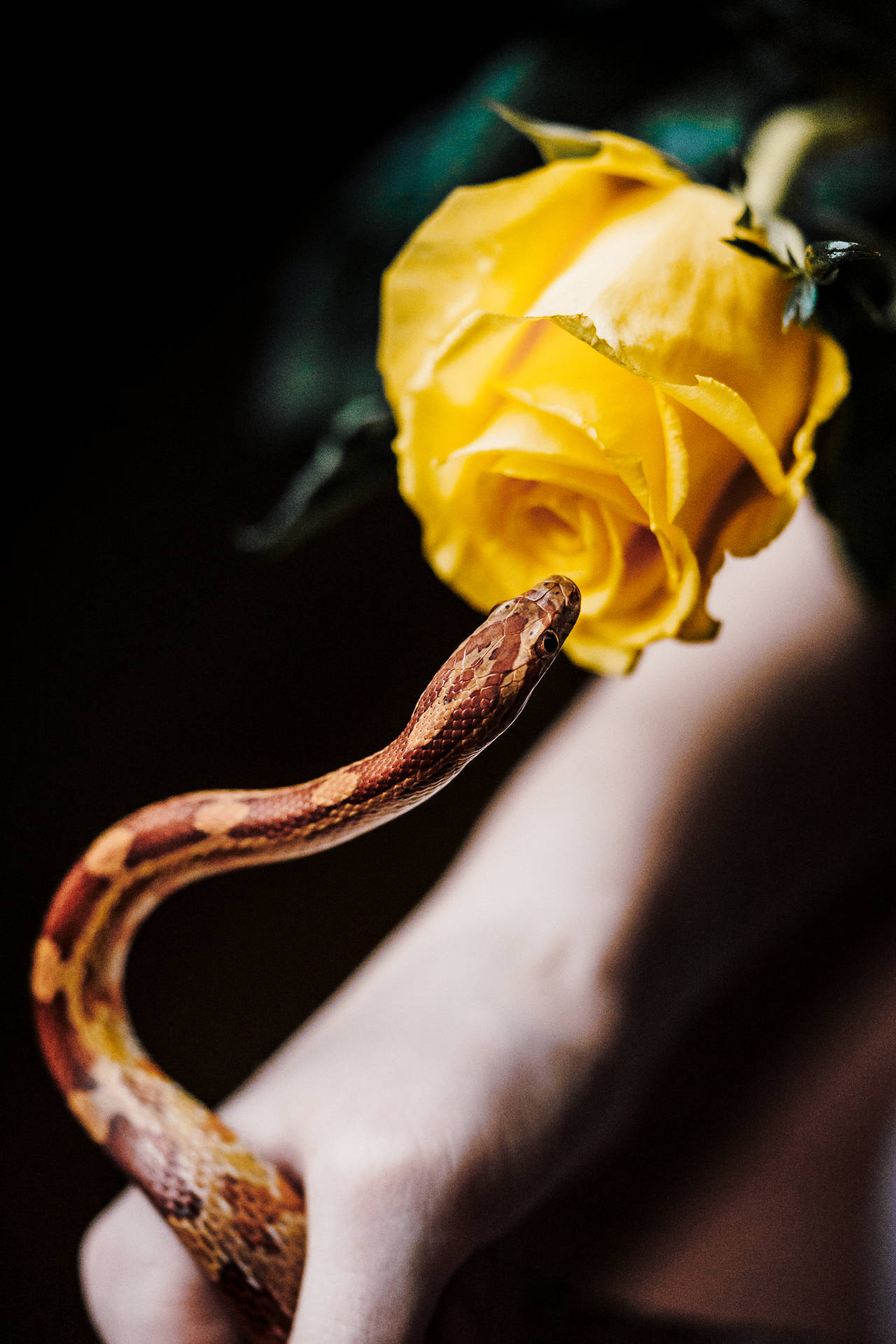 Snake Yellow Rose Awesome Animal Wallpaper