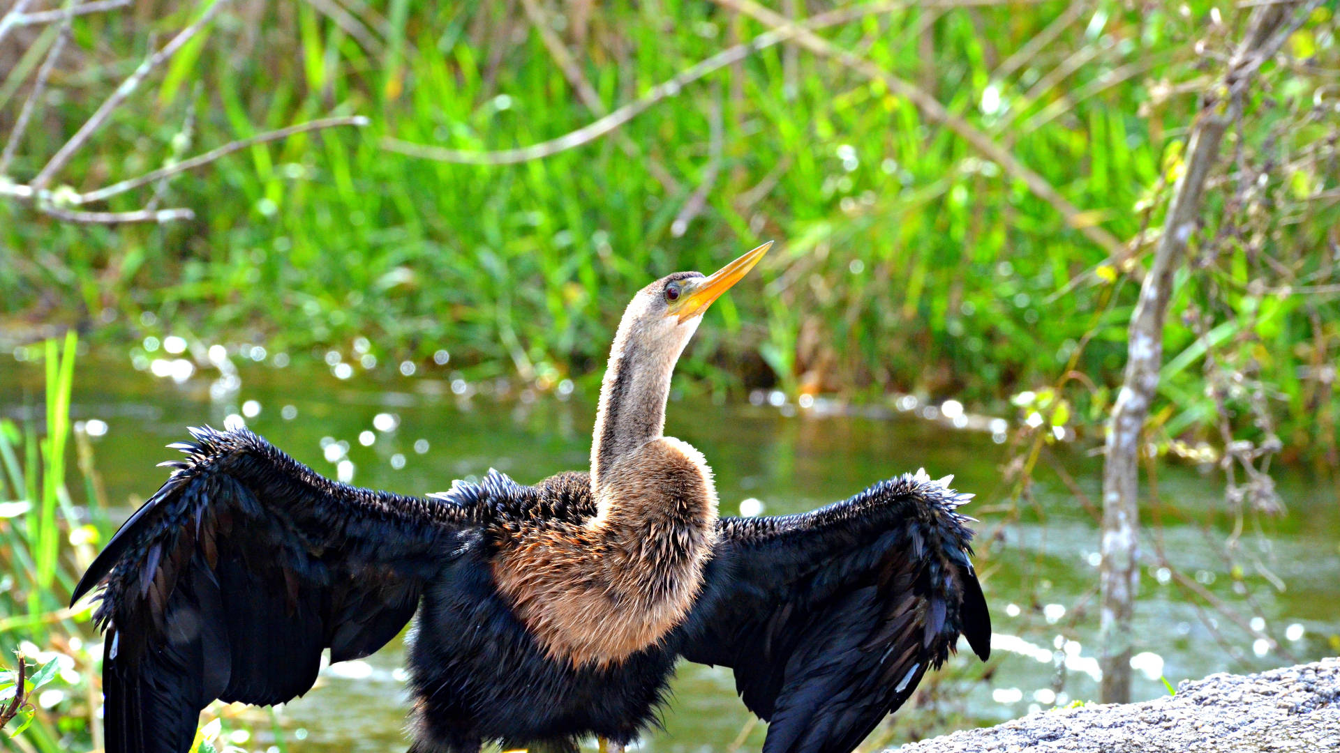 Snakebird Everglades National Park Picture