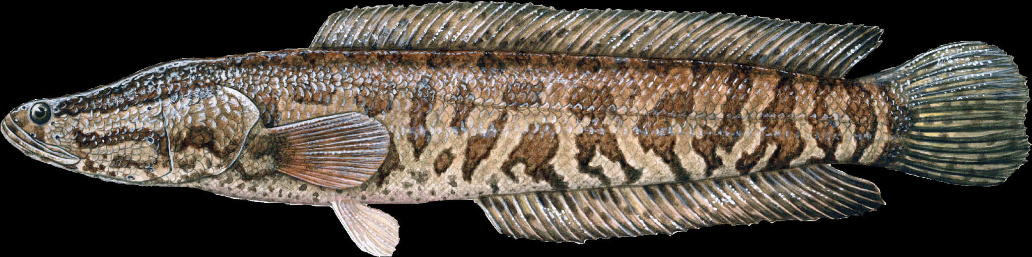 Detailed Snakehead Fish Illustration PNG