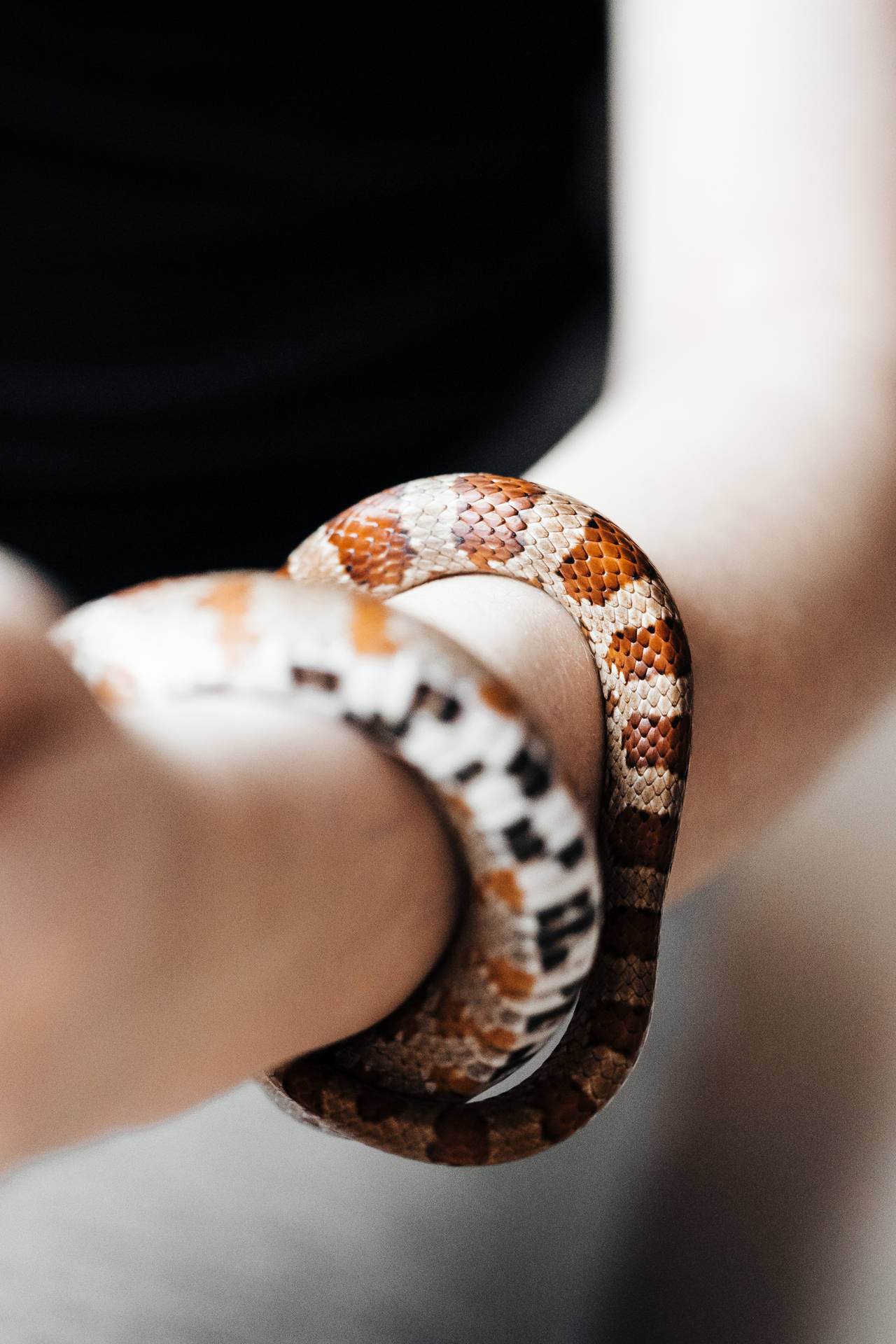 Snakes Wrapping Arm Awesome Animal Wallpaper