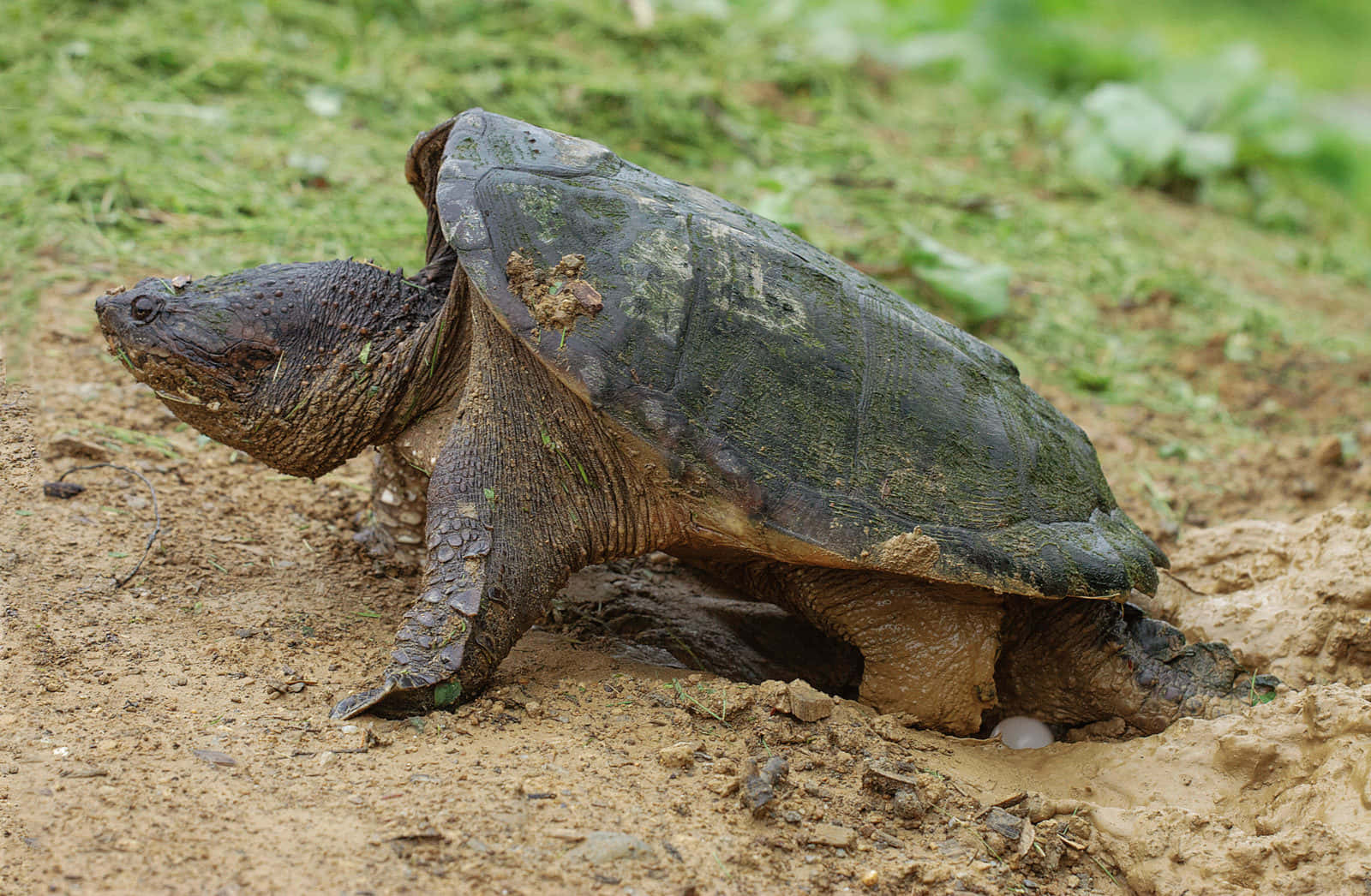 Snapping Turtle Emerging From Burrow.jpg Wallpaper