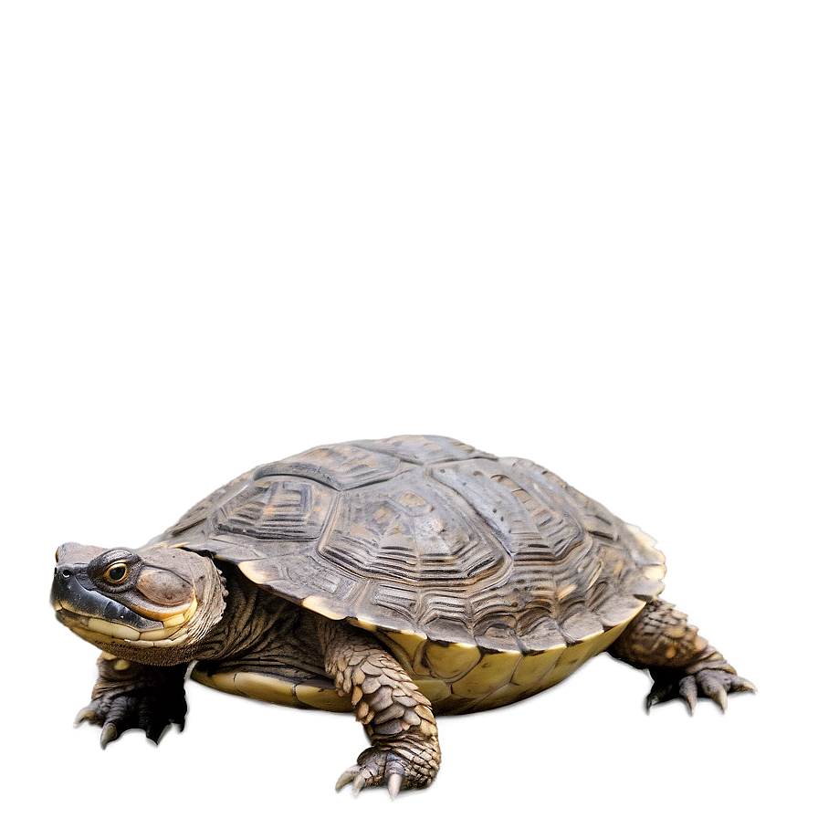 Snapping Turtle In Defensive Position Png 19 PNG