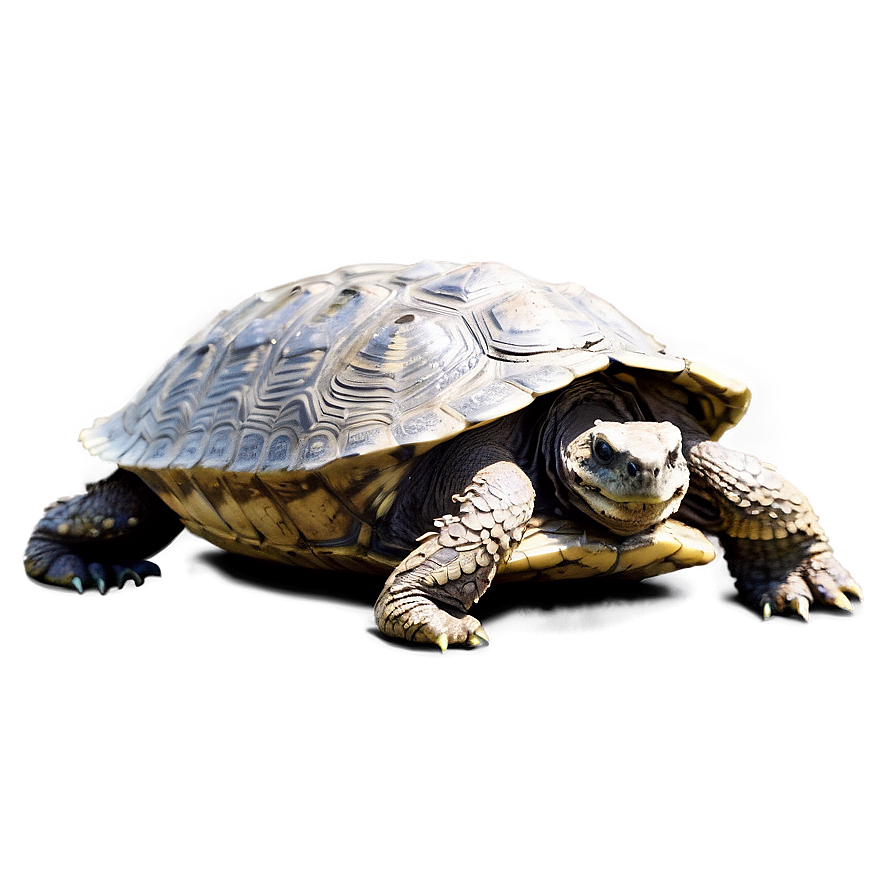 Snapping Turtle In Defensive Position Png Qqk PNG