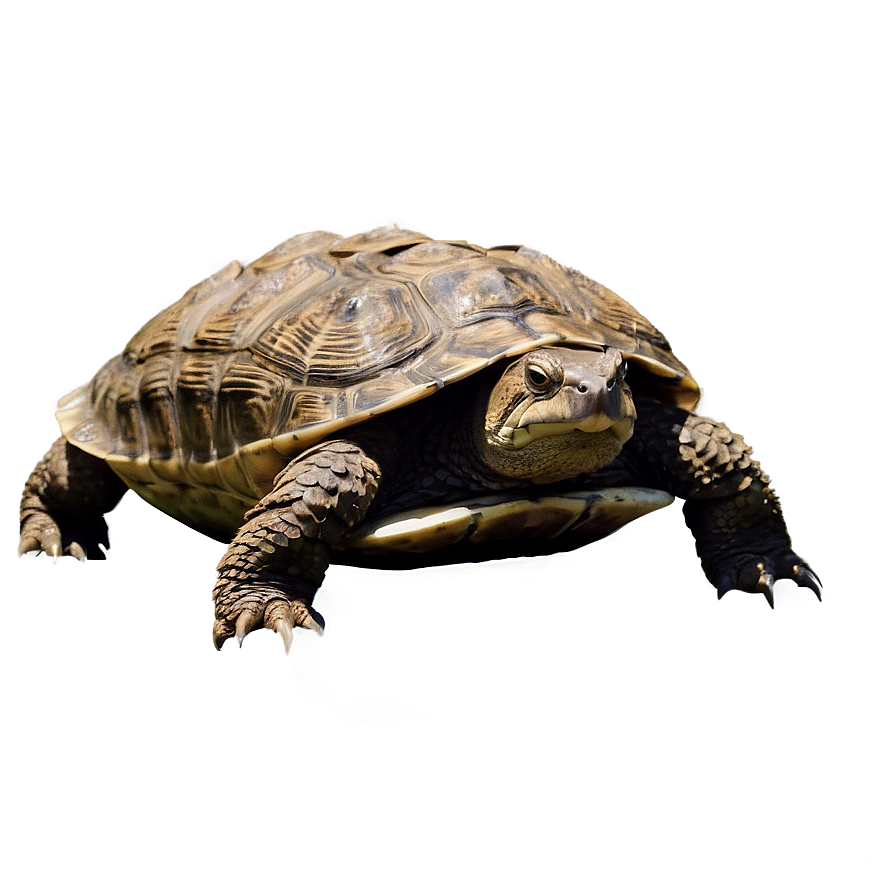 Snapping Turtle In River Png 06252024 PNG