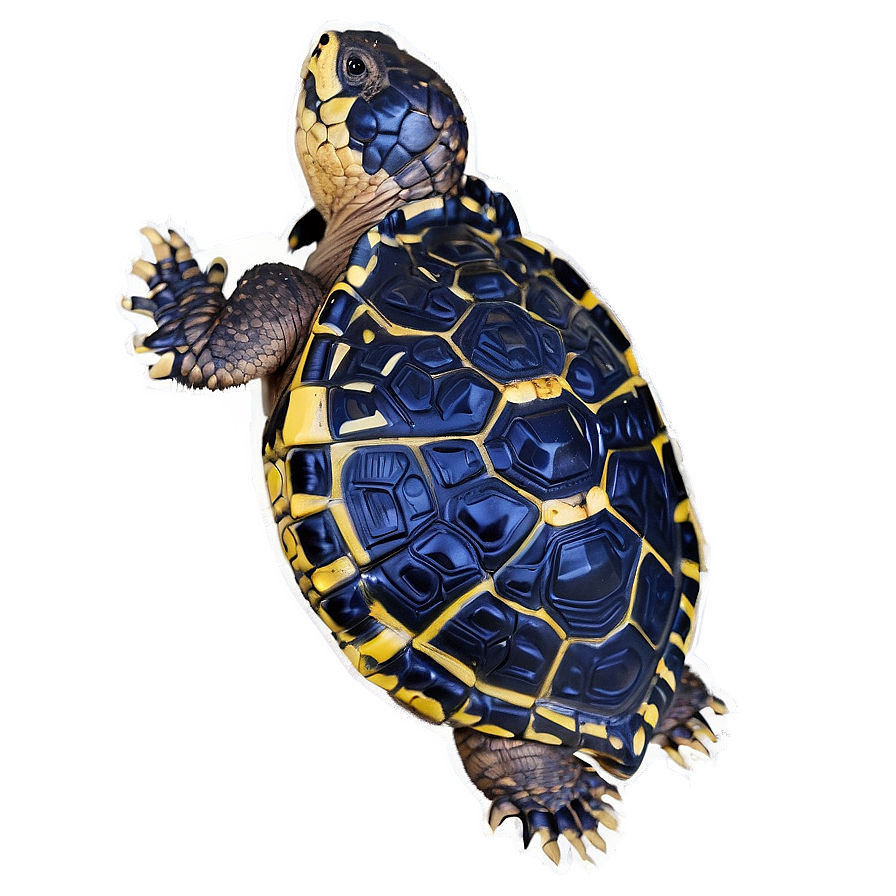 Snapping Turtle In Wetland Environment Png Xkr PNG