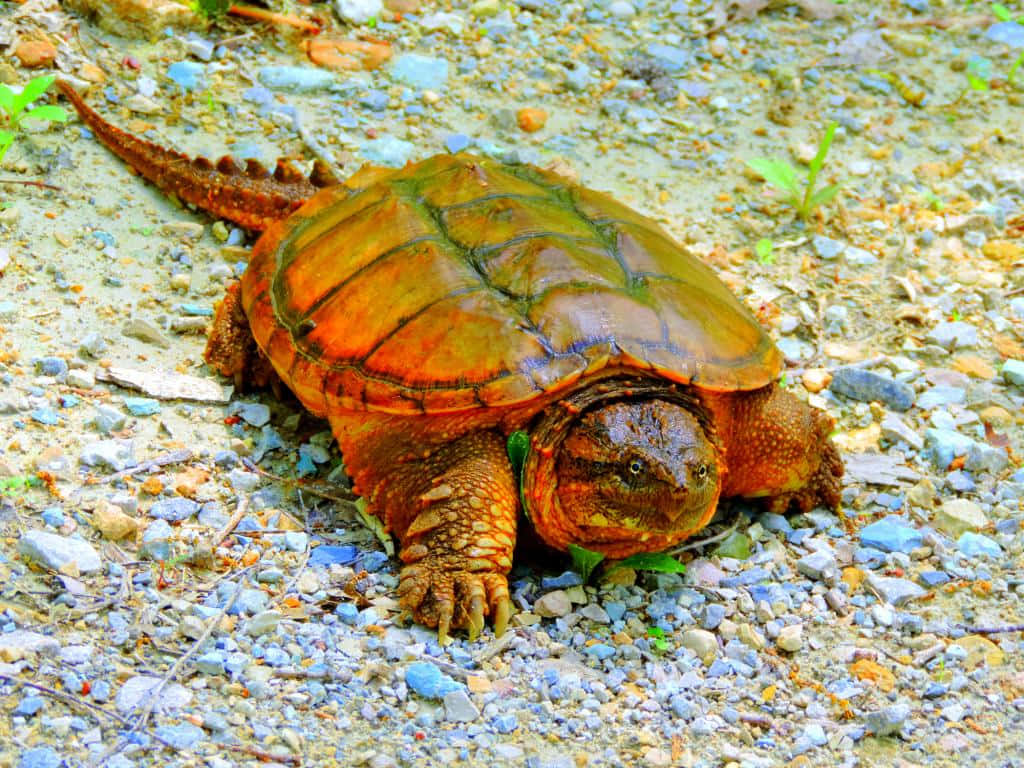 Snapping Turtle On Gravel Path.jpg Wallpaper