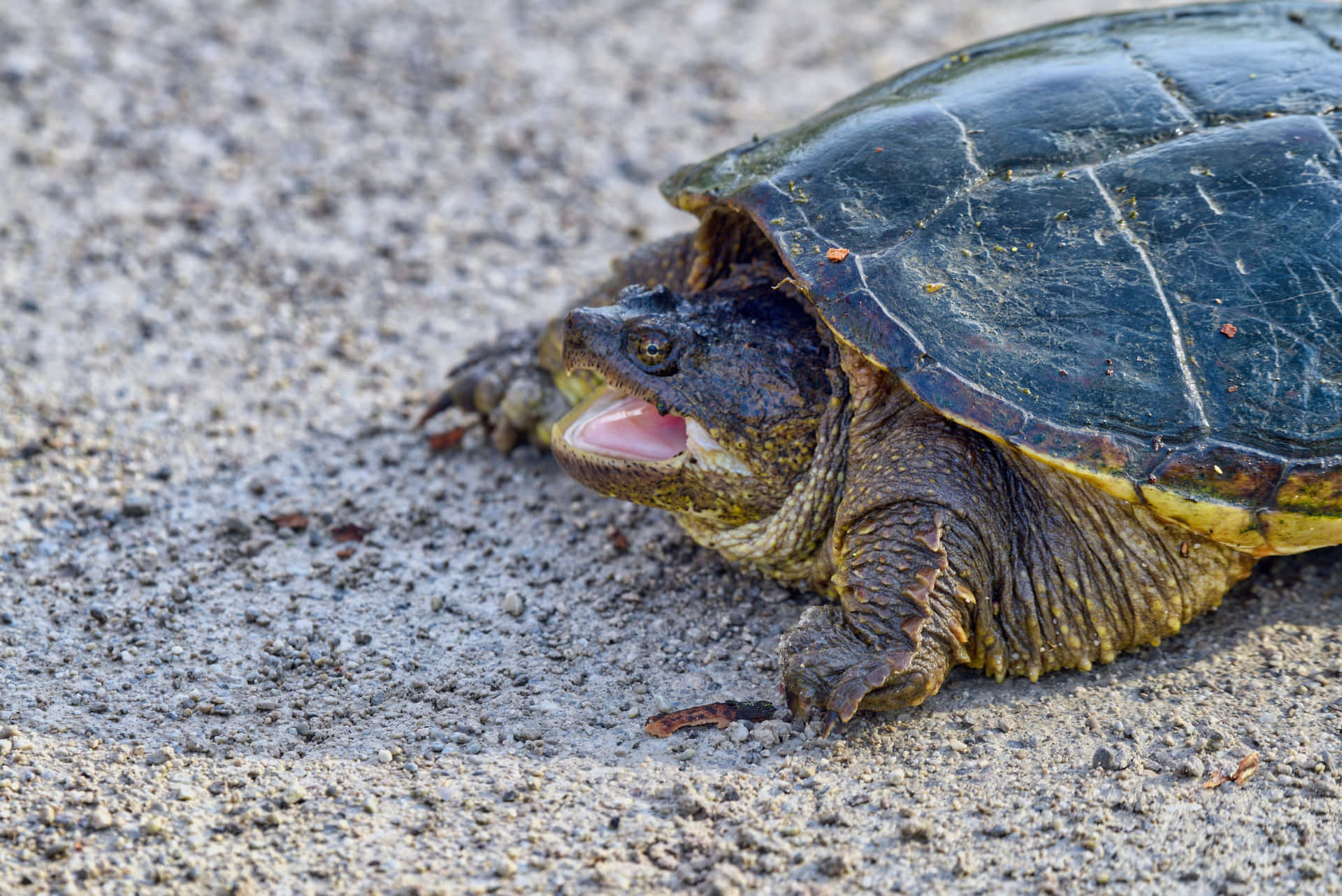 Snapping Turtle On Ground.jpg Wallpaper