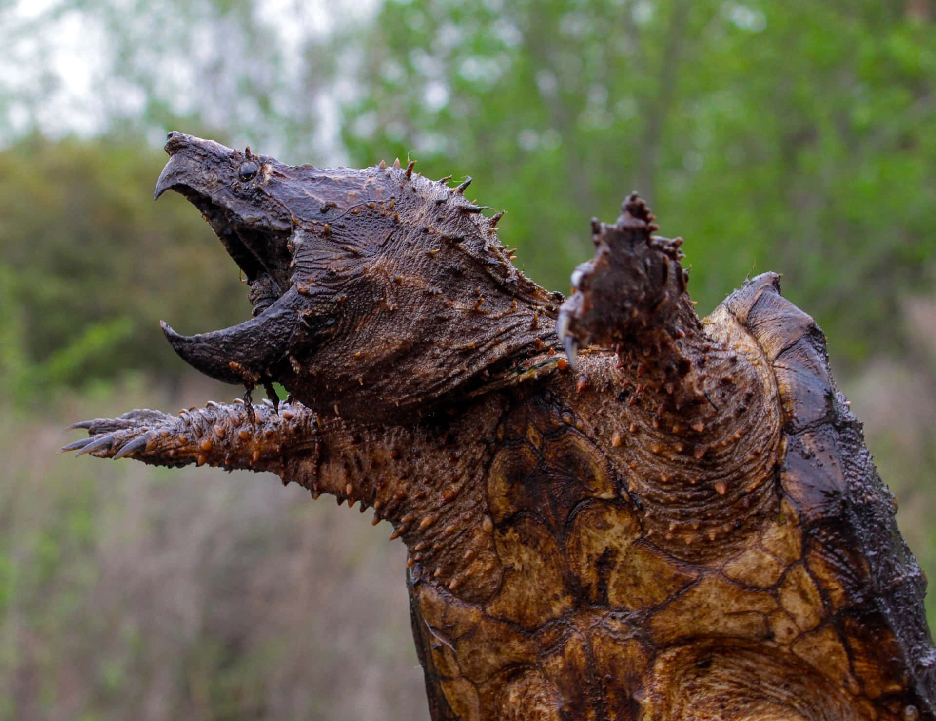 Snapping Turtle Profile View Wallpaper