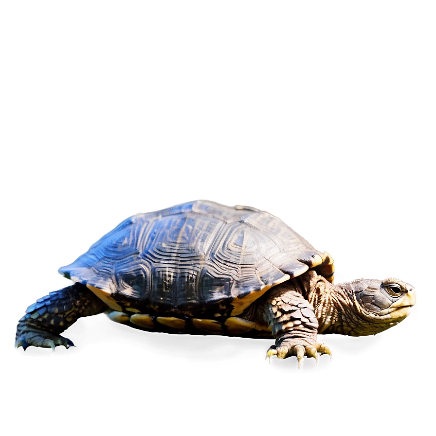 Snapping Turtle Side Profile Png Pxb42 PNG