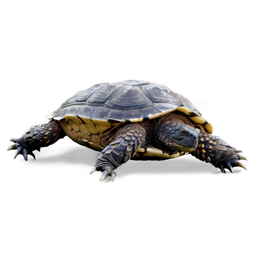 Snapping Turtle Side Profile Png Wcv PNG