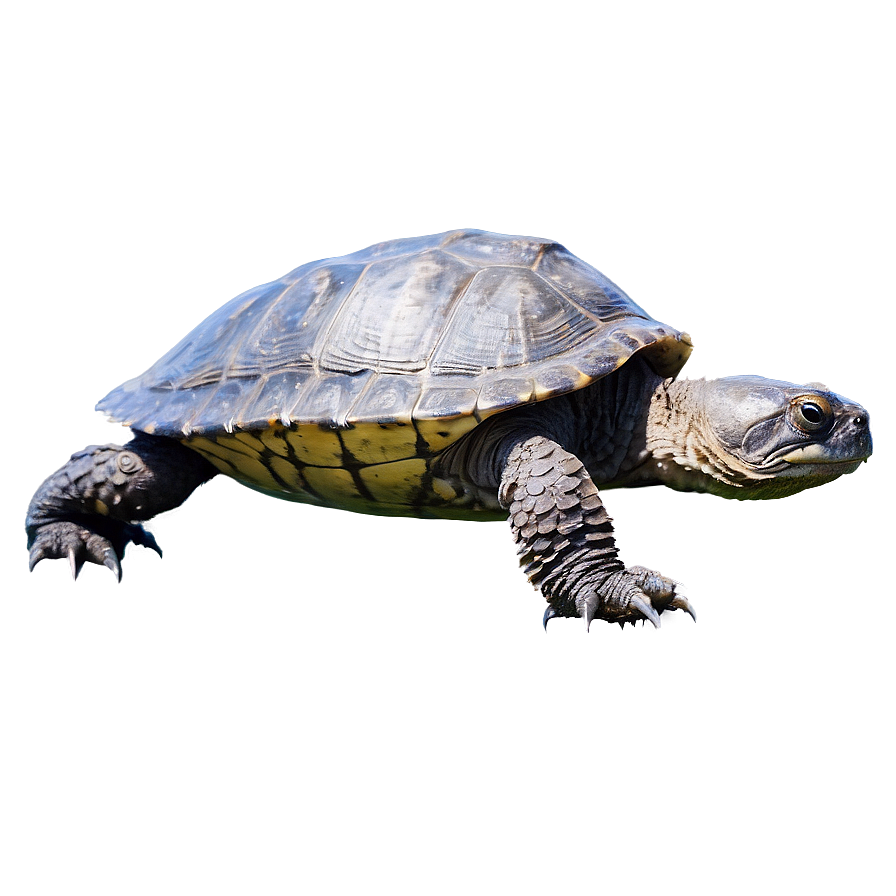 Snapping Turtle Swimming Side View Png 16 PNG