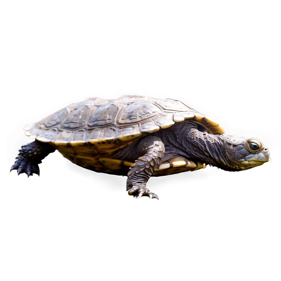 Snapping Turtle Swimming Side View Png Lky PNG