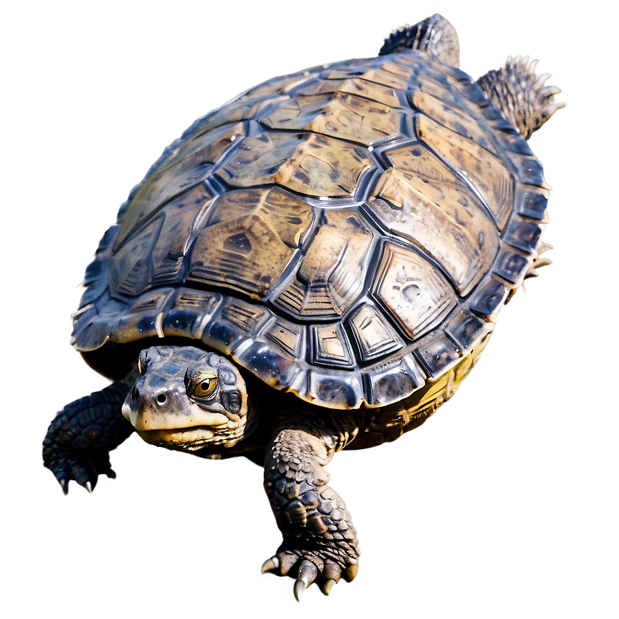 Snapping Turtle Swimming Side View Png Urg PNG