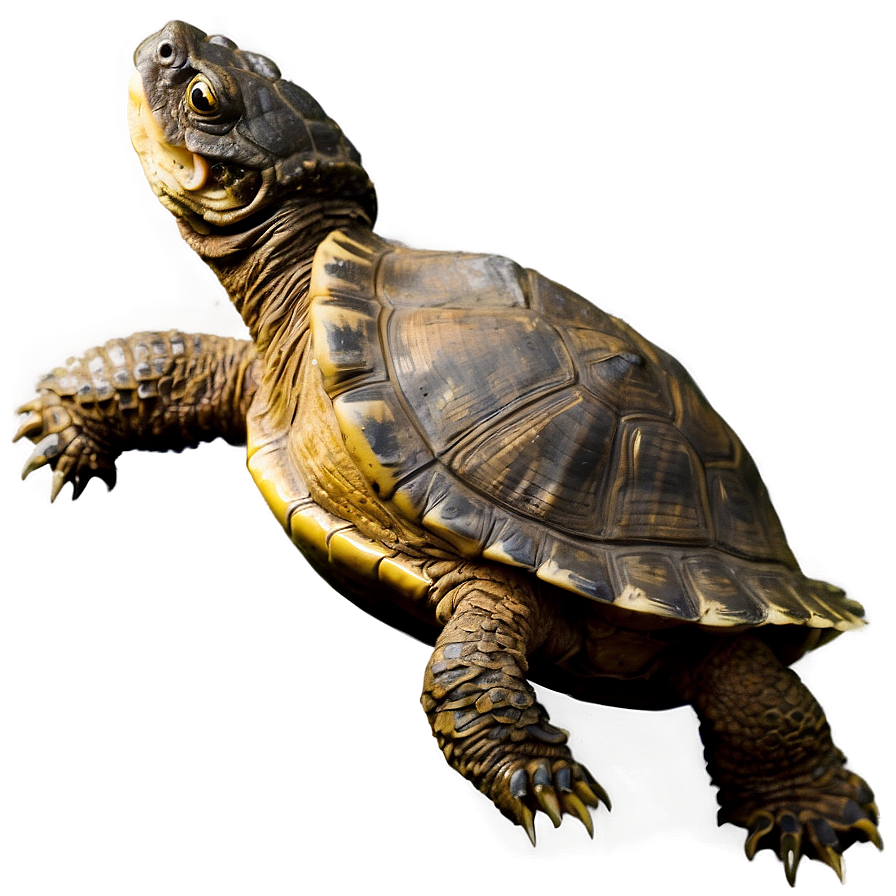 Snapping Turtle With Fish Png 81 PNG