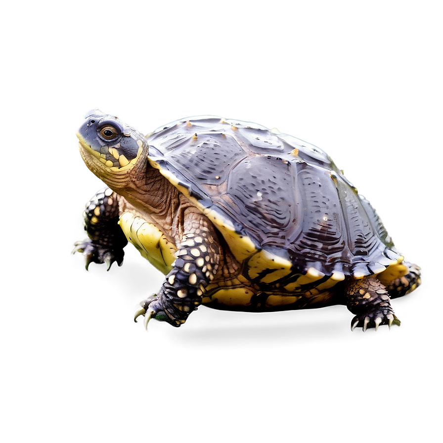 Snapping Turtle With Water Droplets Png 06252024 PNG