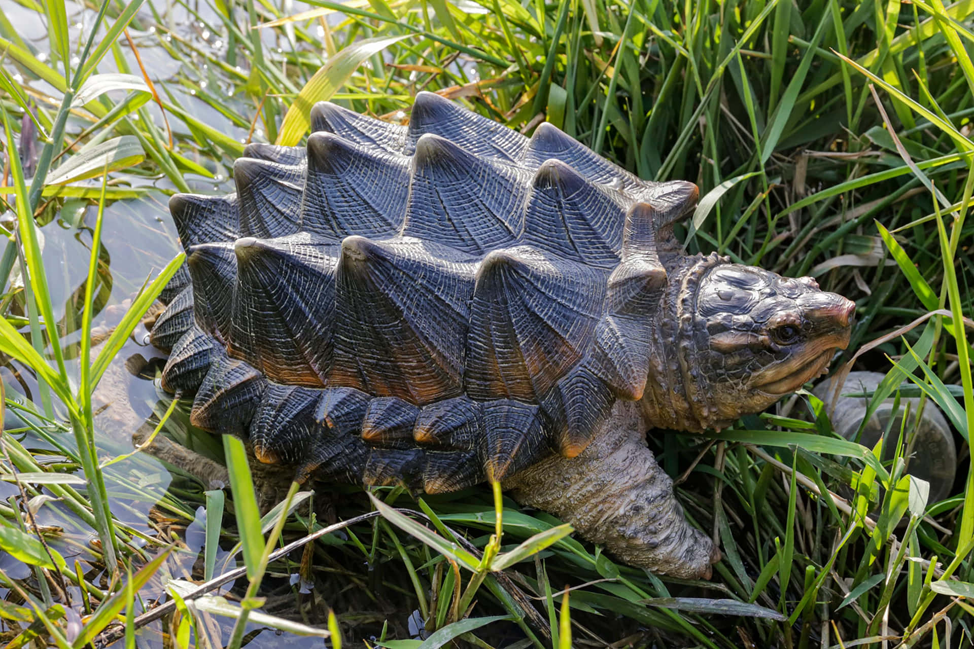 Snapping Turtlein Grass.jpg Wallpaper