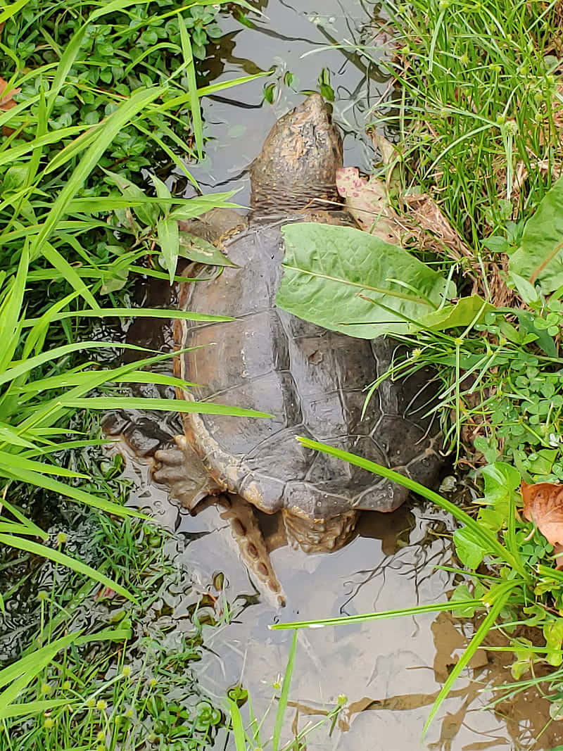 Snapping Turtlein Natural Habitat.jpg Wallpaper