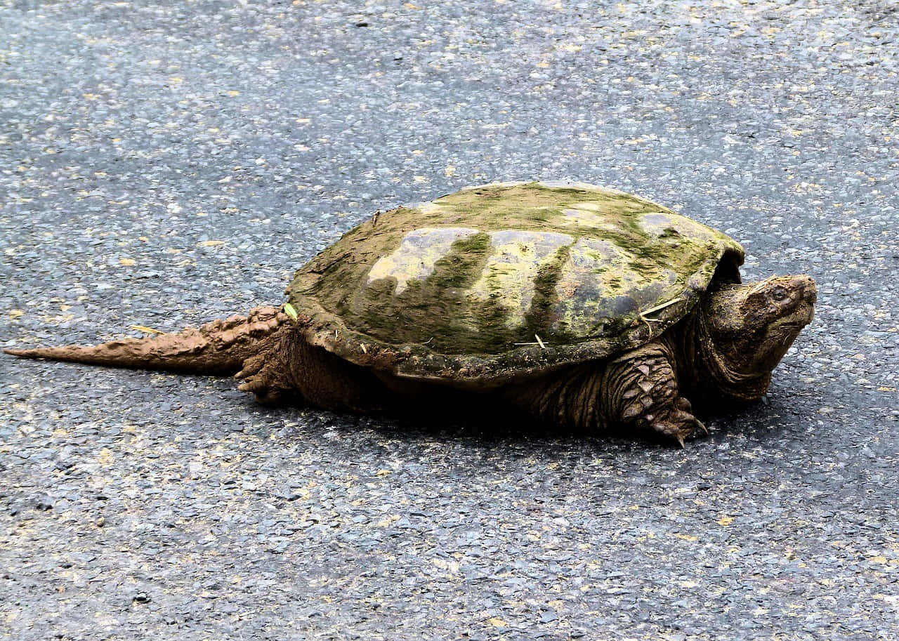 Snapping Turtleon Pavement Wallpaper
