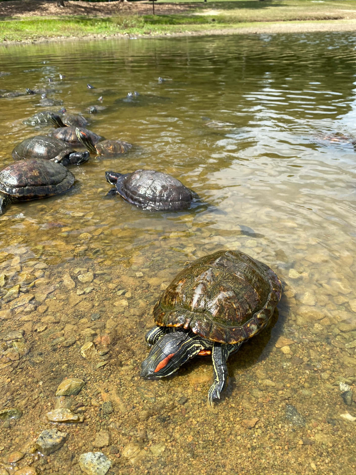 Snapping Turtles Gatheringby Water Wallpaper