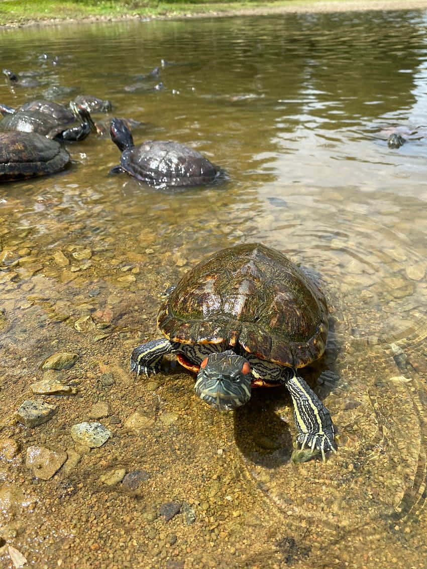 Snapping Turtlesin Natural Habitat.jpg Wallpaper