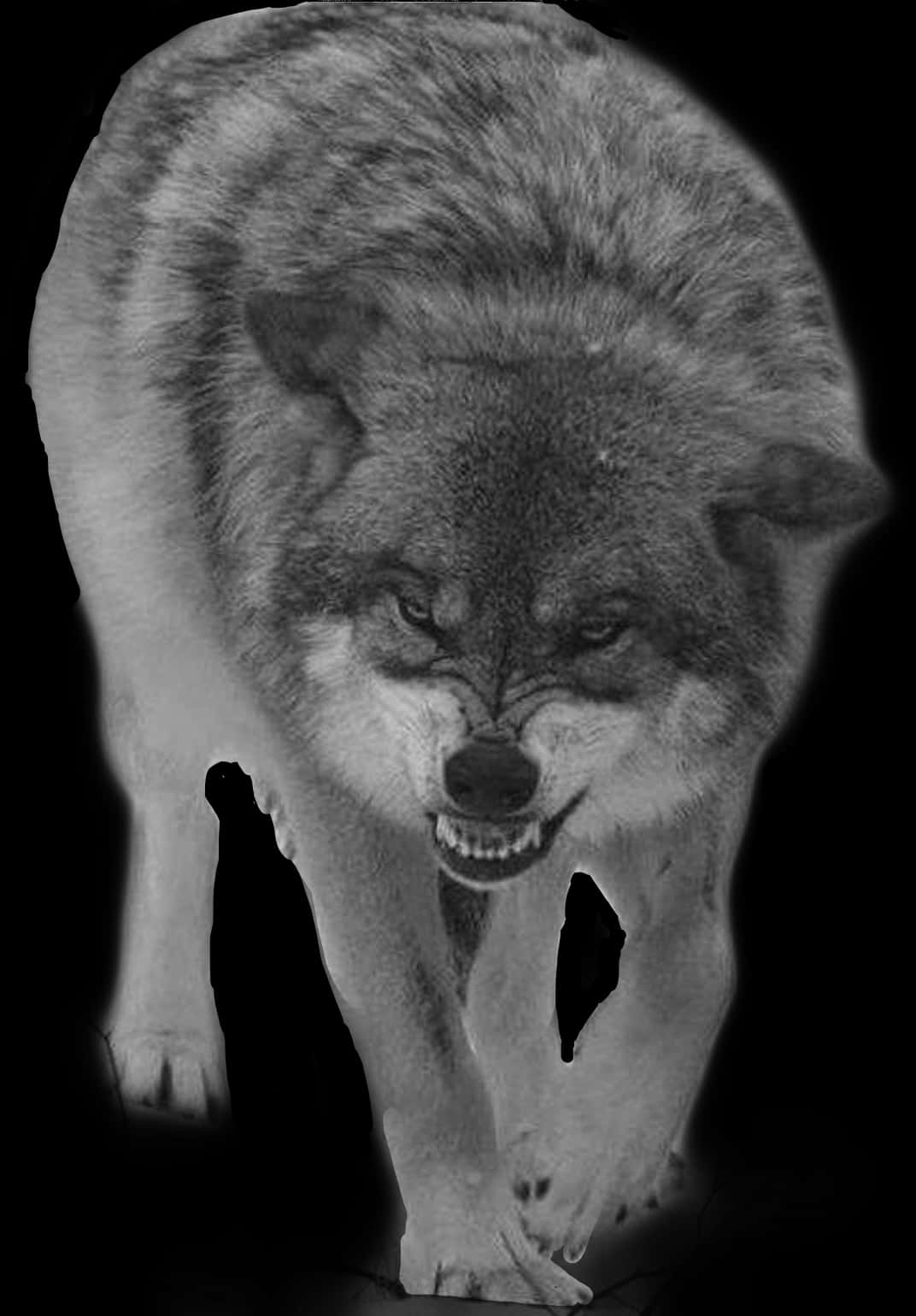Snarling Wolf Double Exposure PNG