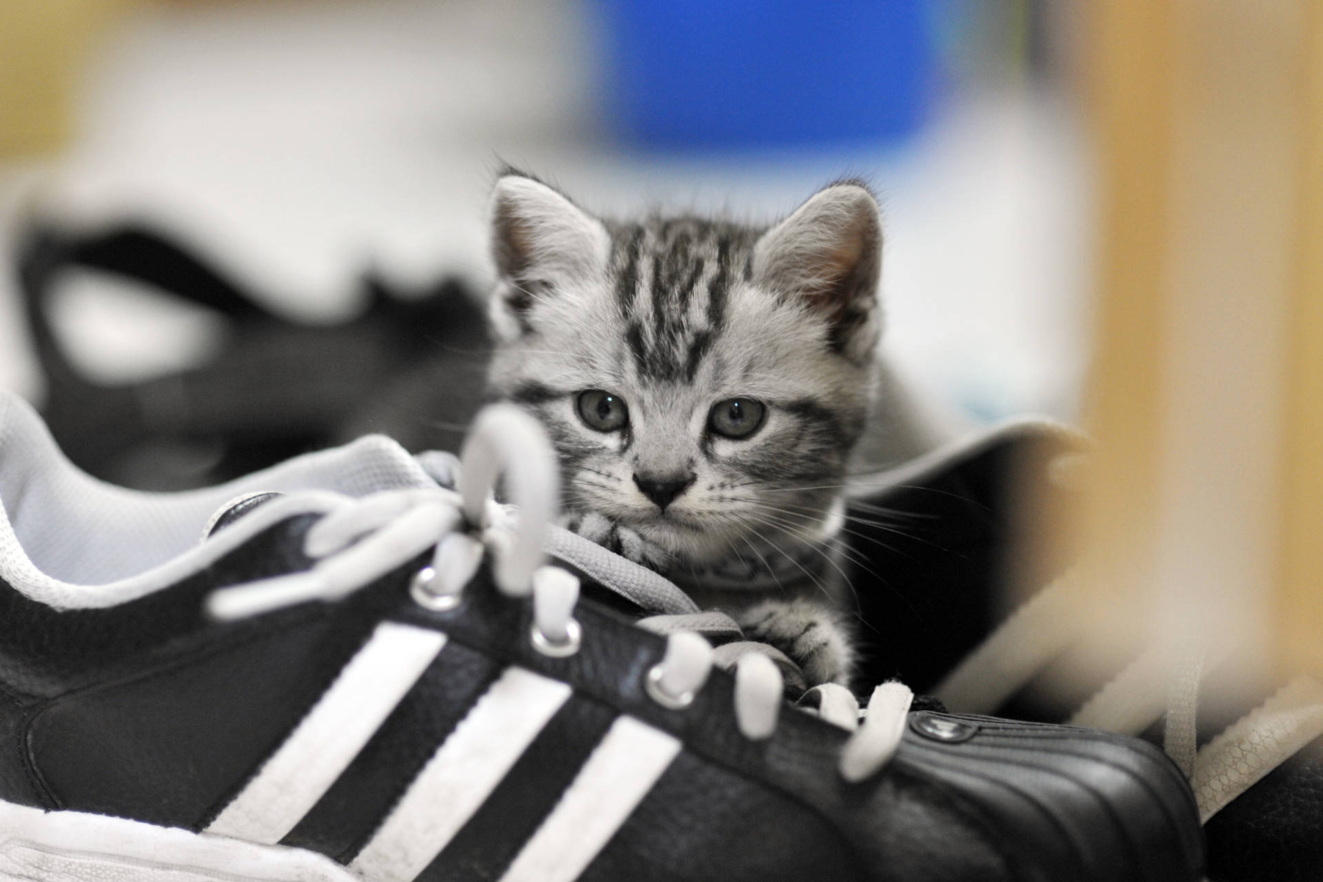 Sneaker Hiding Kitten Background