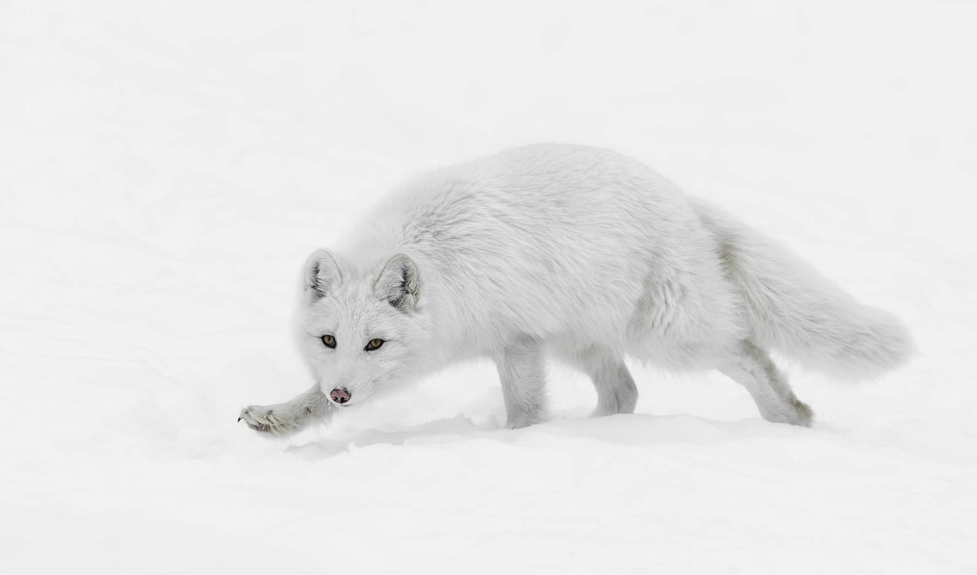 Sneaky Arctic White Fox Wallpaper