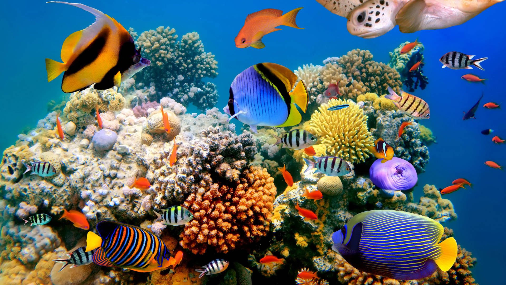 Colorful Display of Underwater Delight Wallpaper