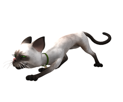 Sneaky White Cat Black Background PNG