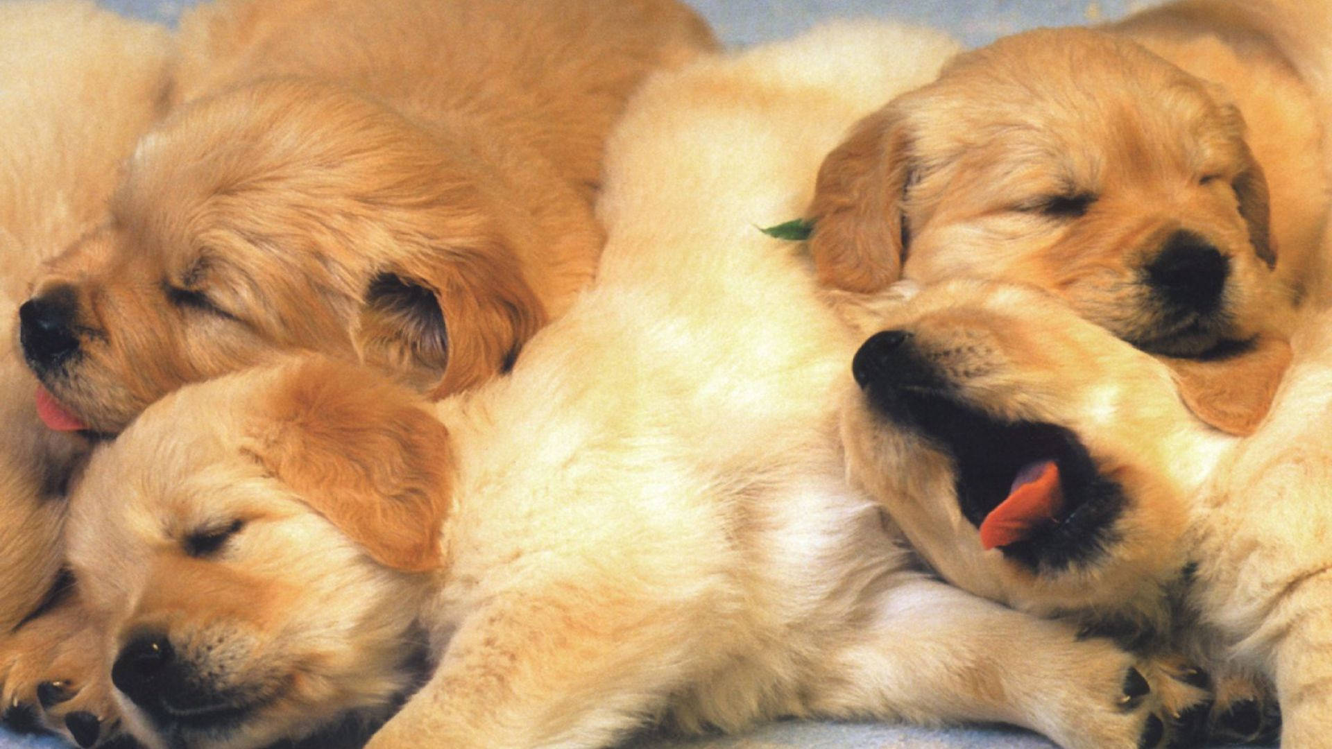 Snoring Puppies Wallpaper