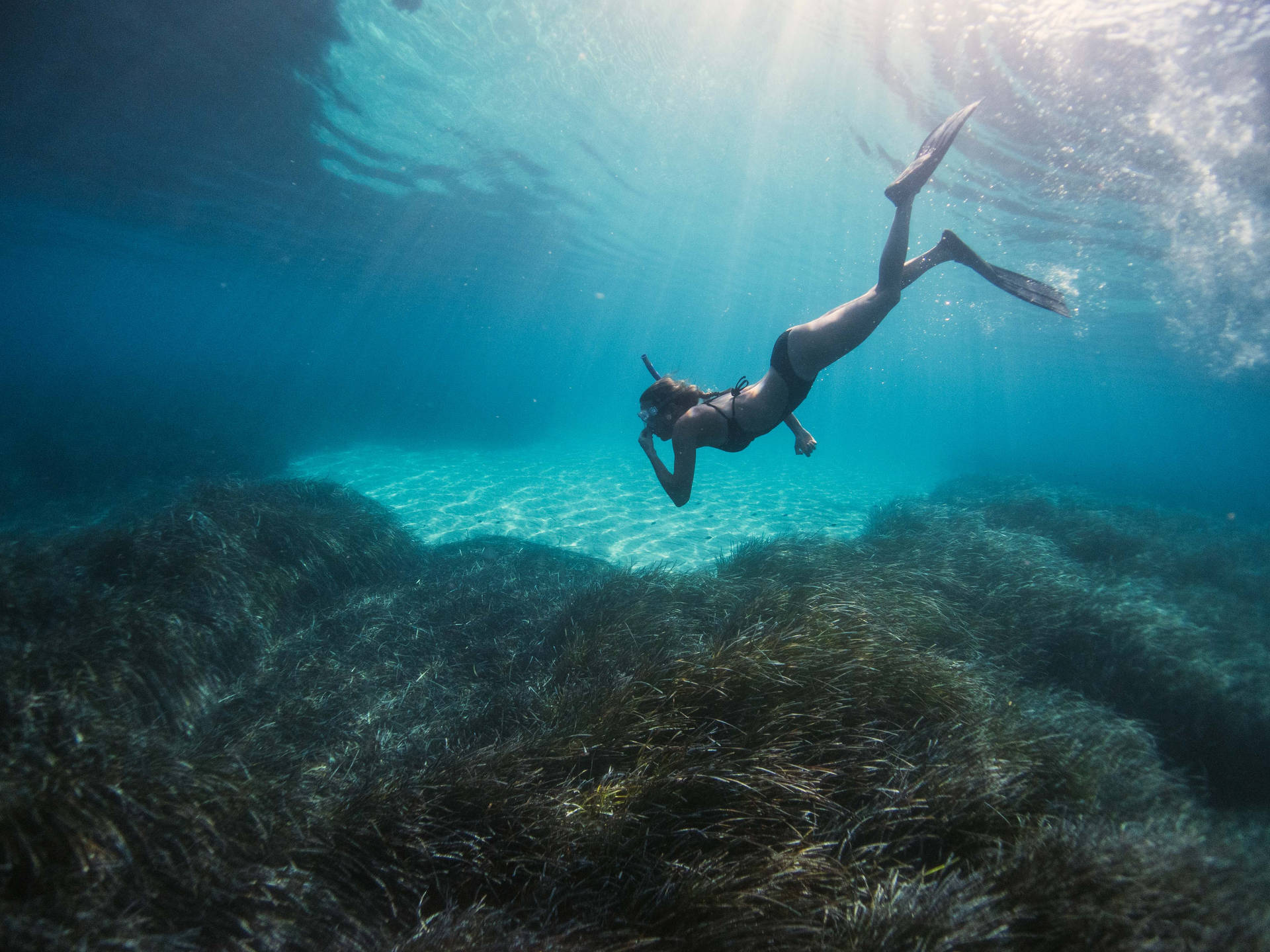 Snorkeling Amongst Abundant Seagrass Wallpaper