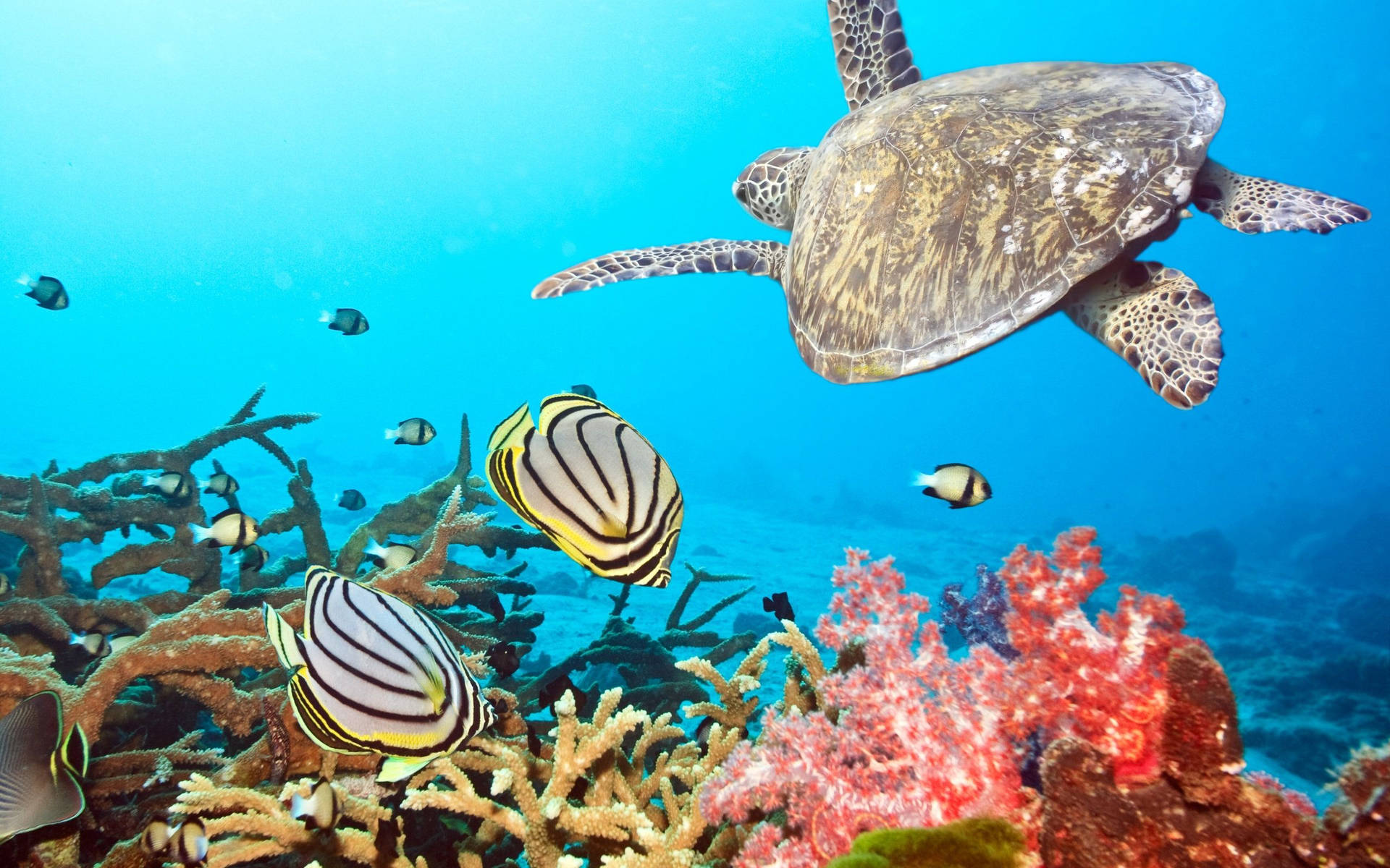 Snorkeling And Amazing Marine Life Wallpaper