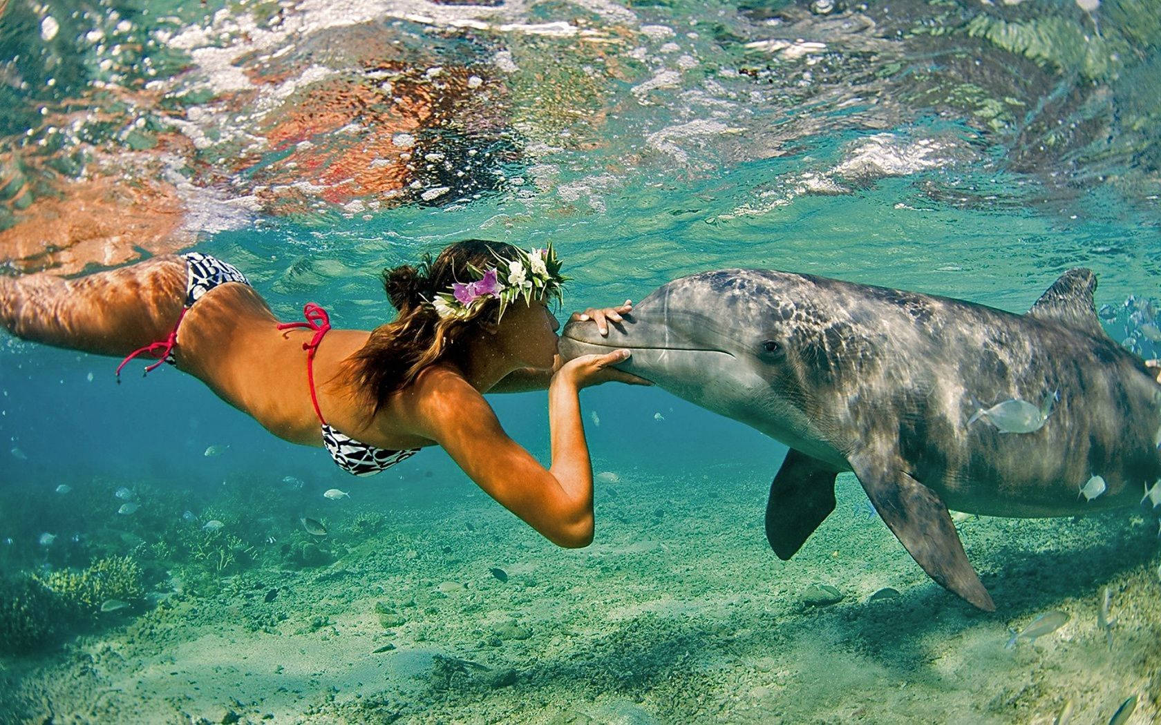 Snorkeling And Kissing Dolphin Wallpaper