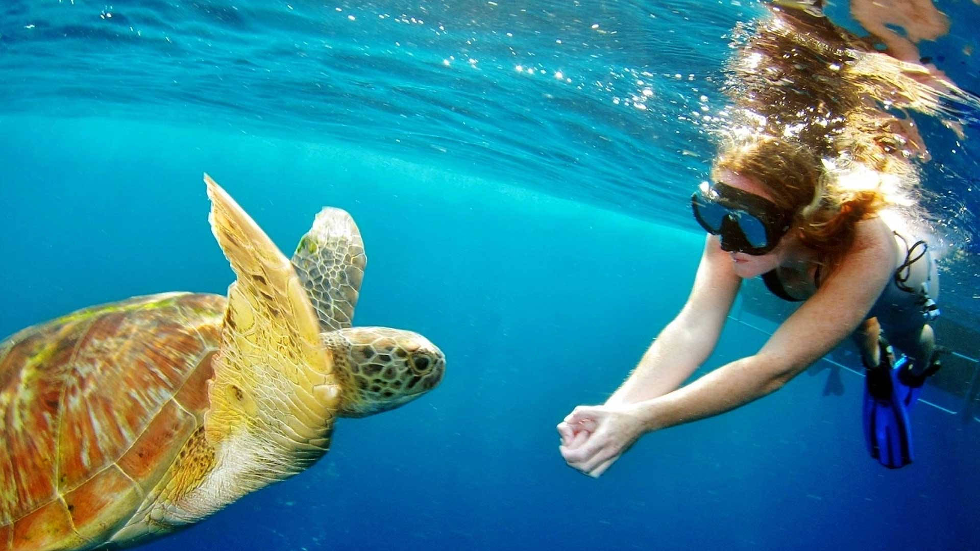 Snorkeling And Sea Turtle Wallpaper