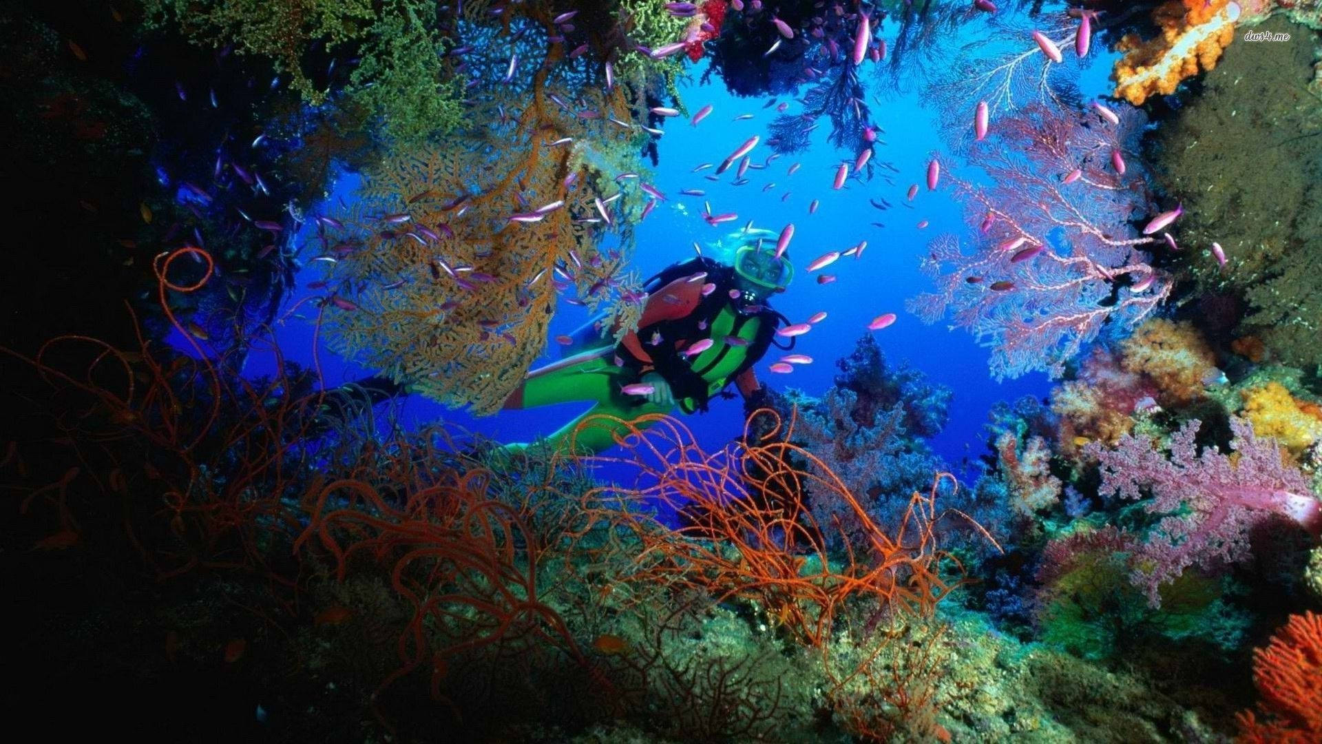 Schnorchelnin Bunten Korallenriffen. Wallpaper