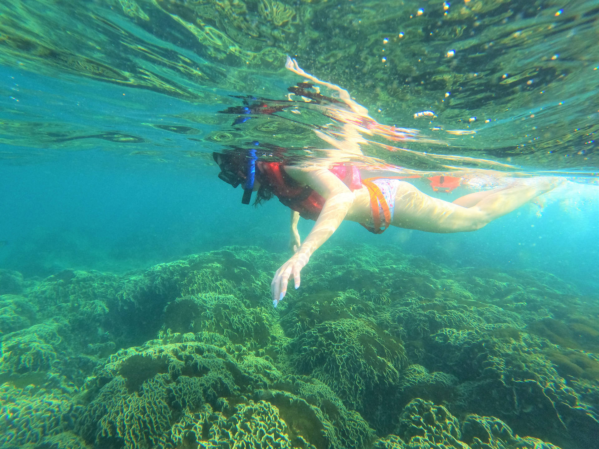 Snorkeling Barriere Coralline Di Alghe Verdi Sfondo